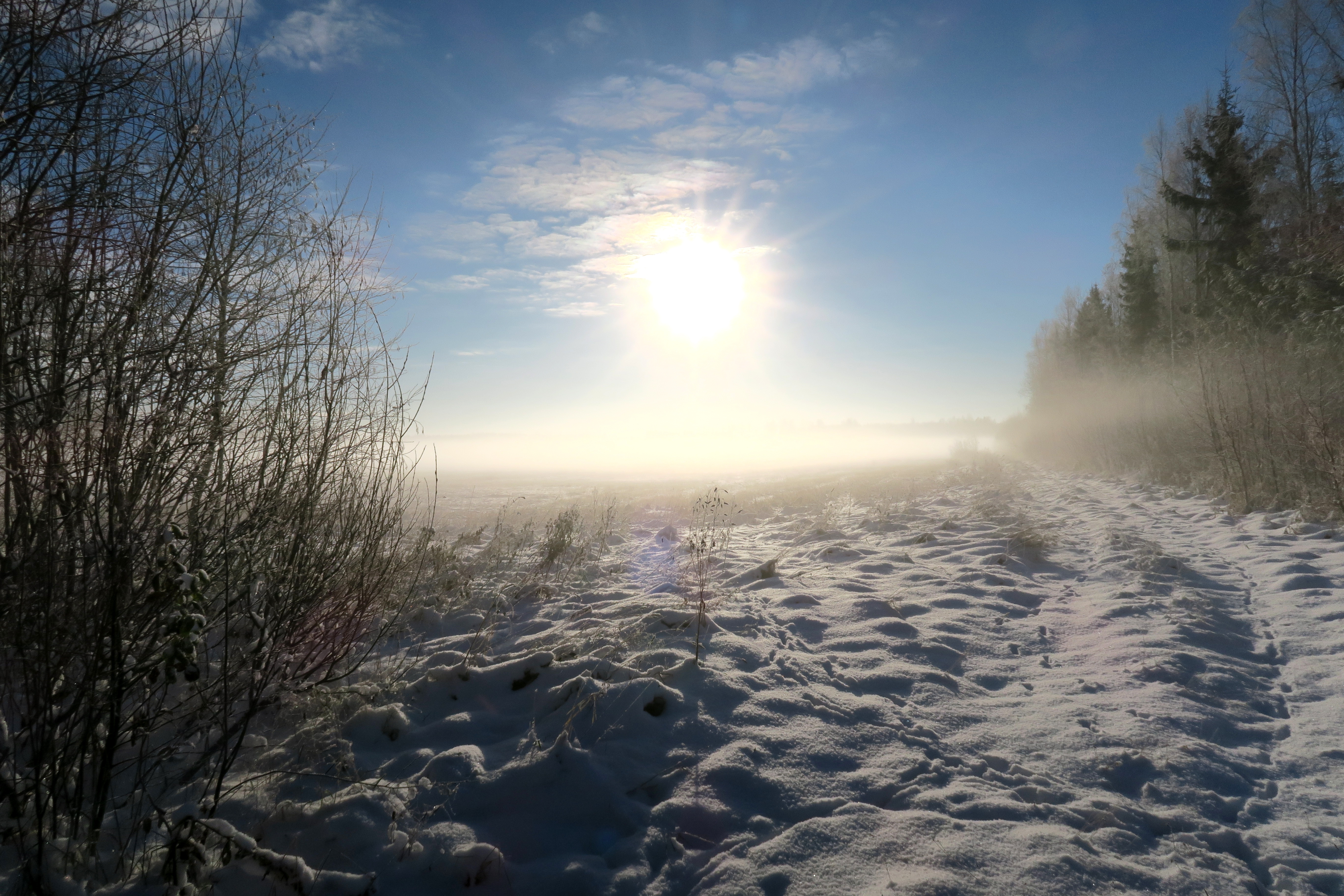 Зимний восход солнца возле леса, а на снегу следы животных