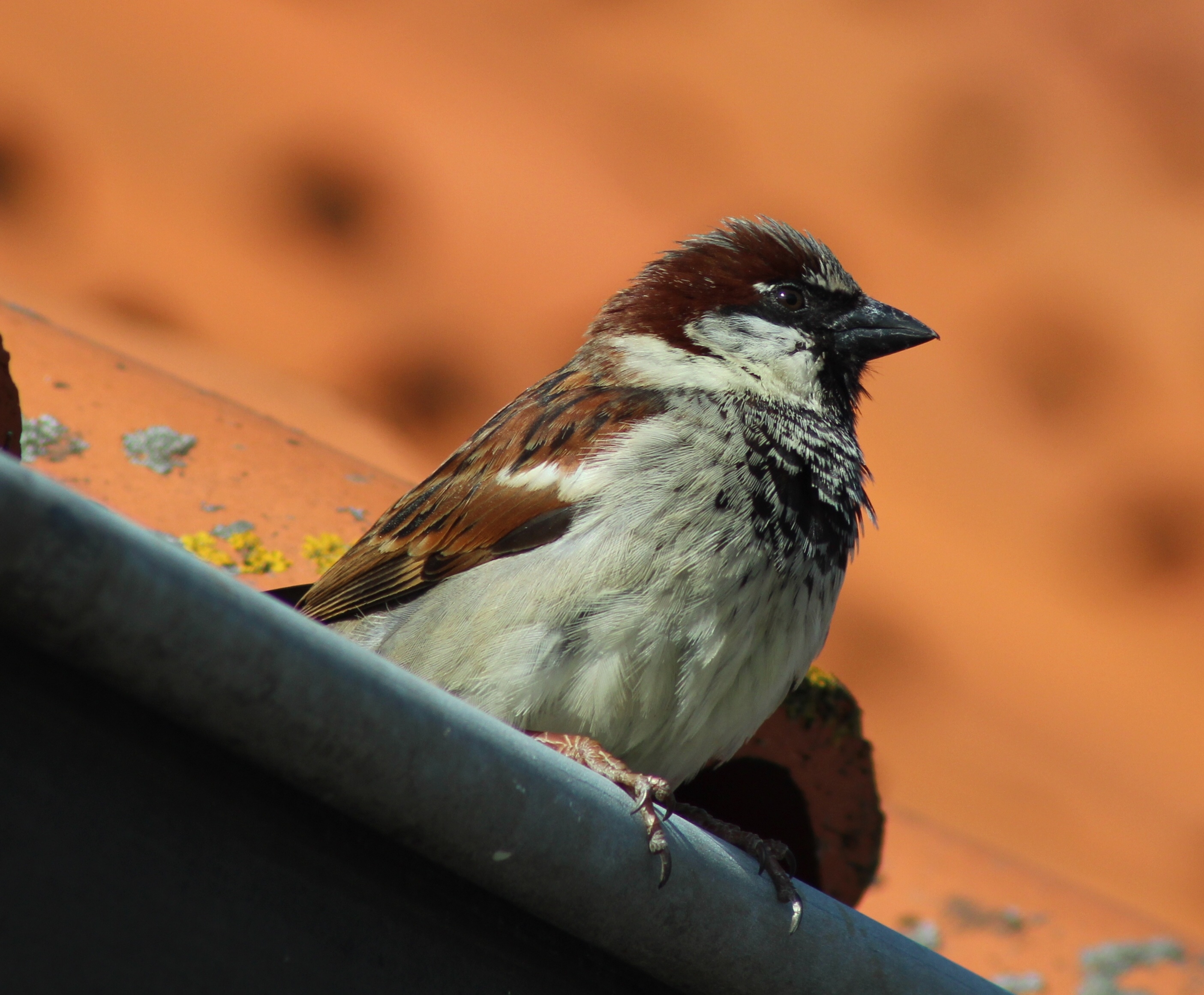 A close-up shot of a sparrow