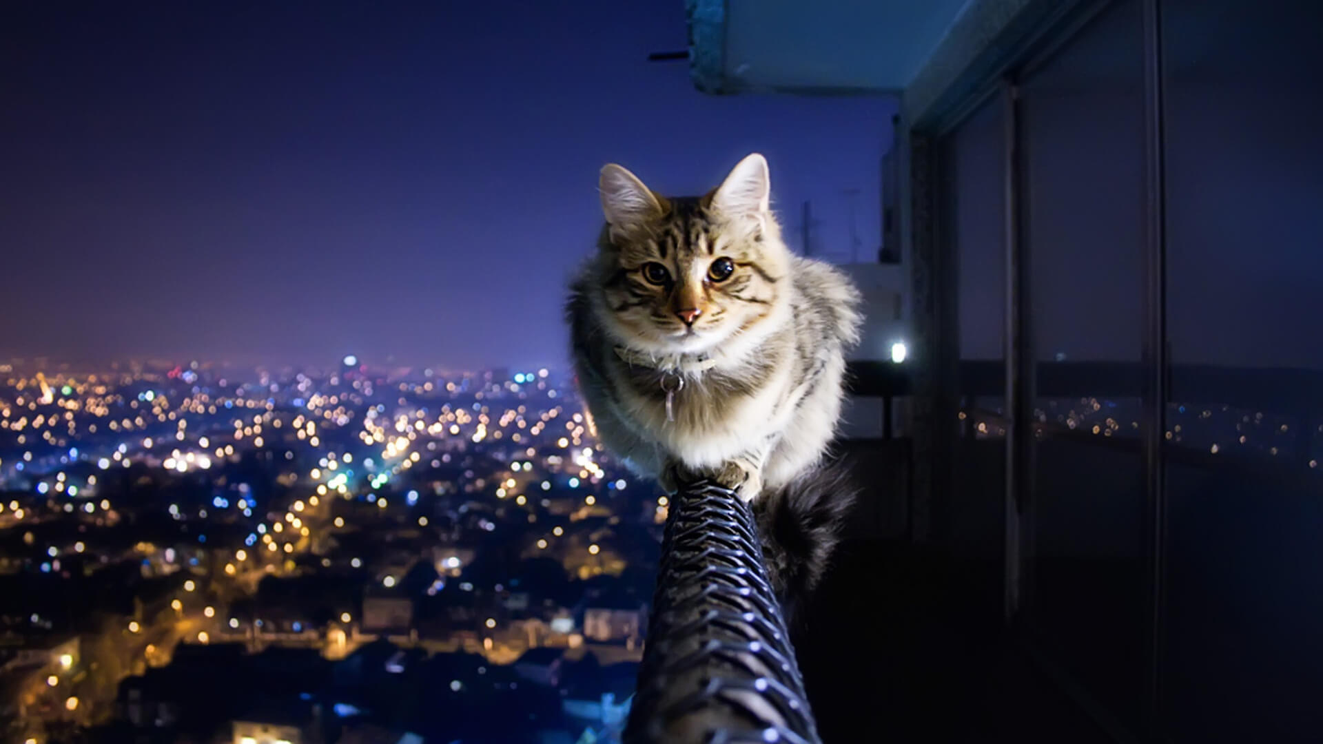免费照片一只极端的猫趴在摩天大楼的扶手上。