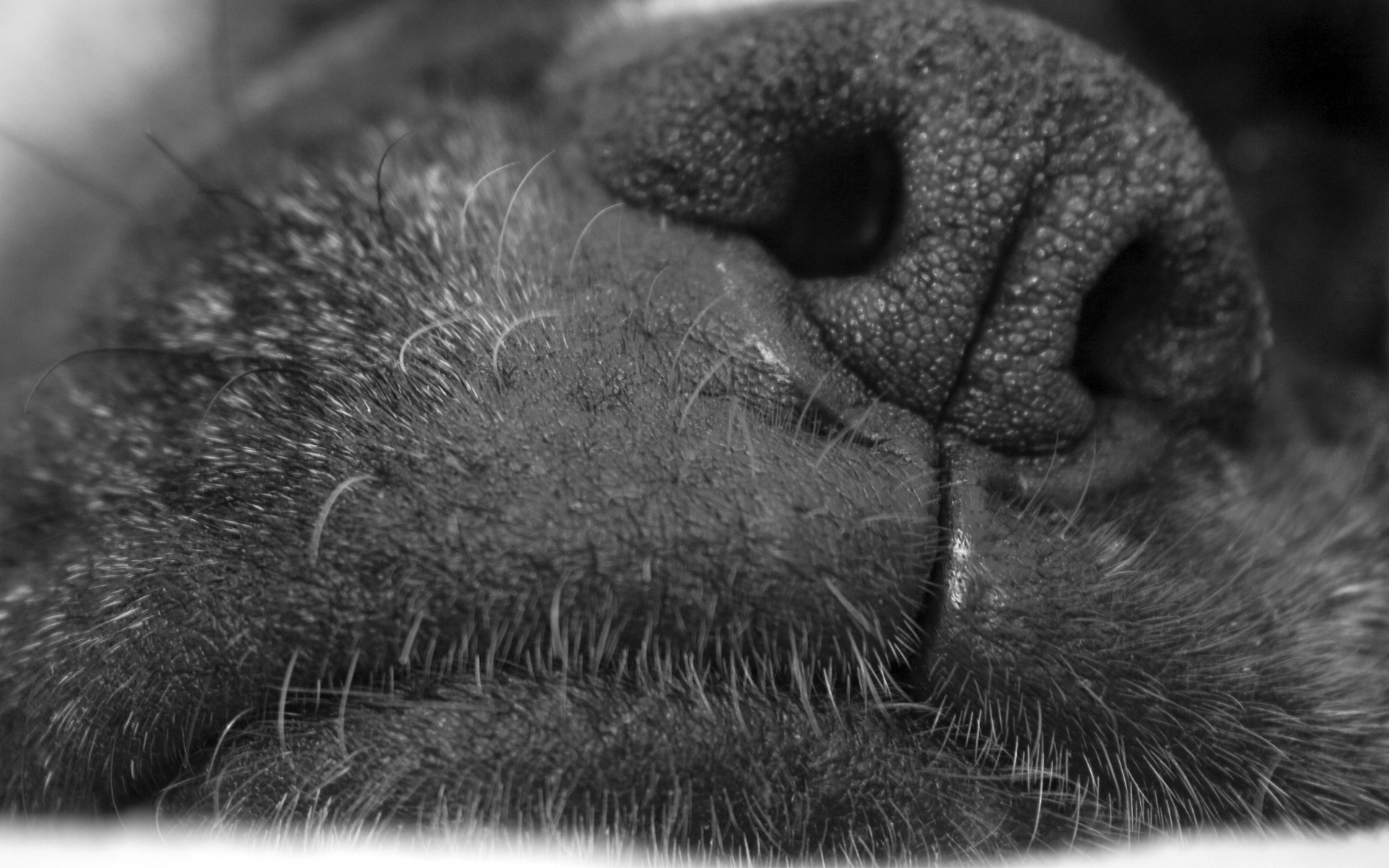 Wallpapers dogs nose face on the desktop