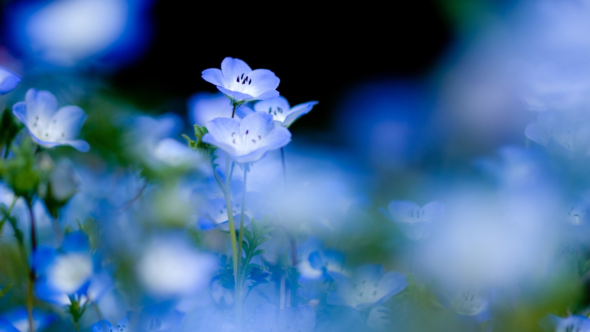 Wallpapers sun light depth of field flowers on the desktop