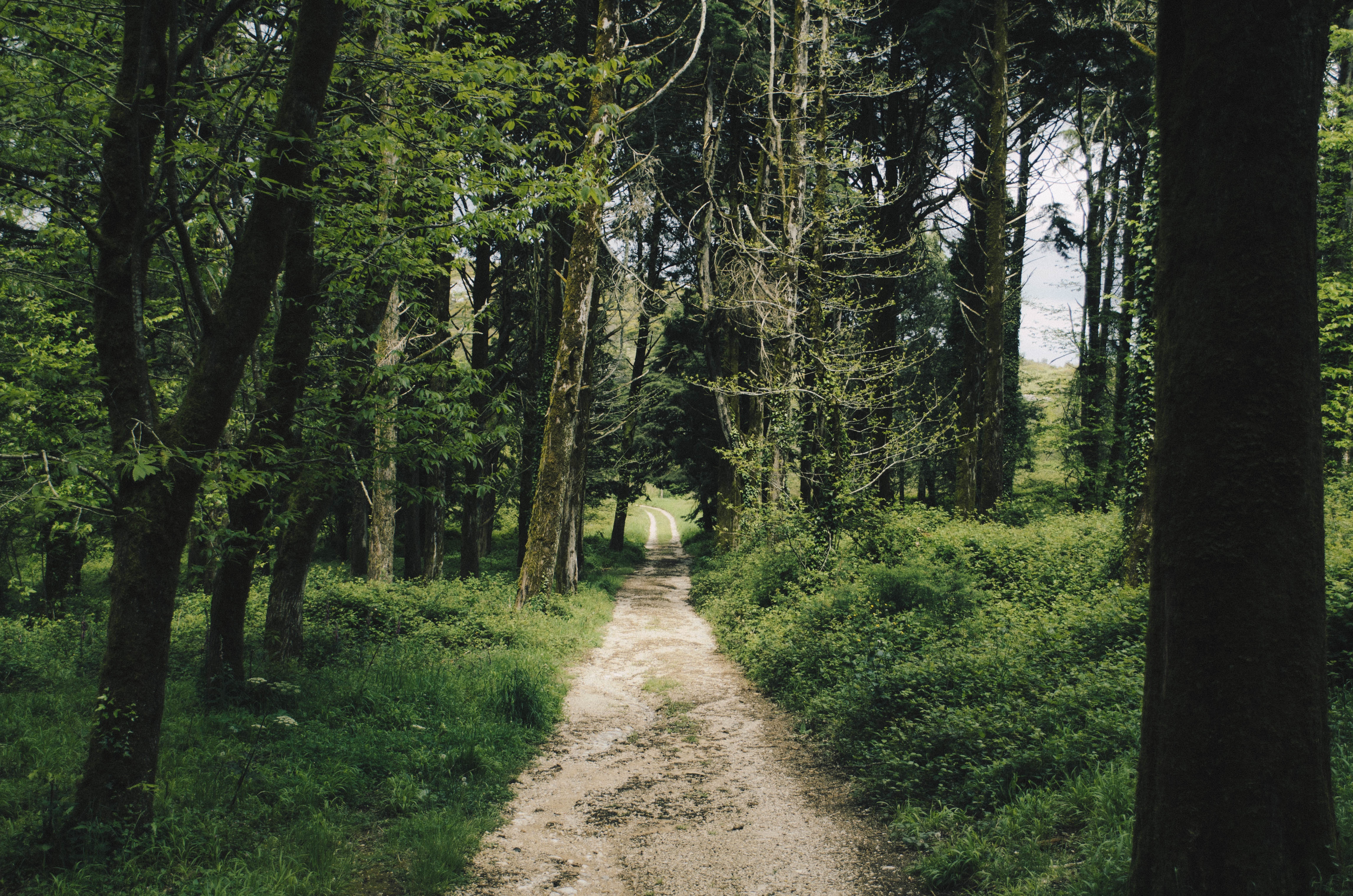 Free photo A narrow highway through the forest