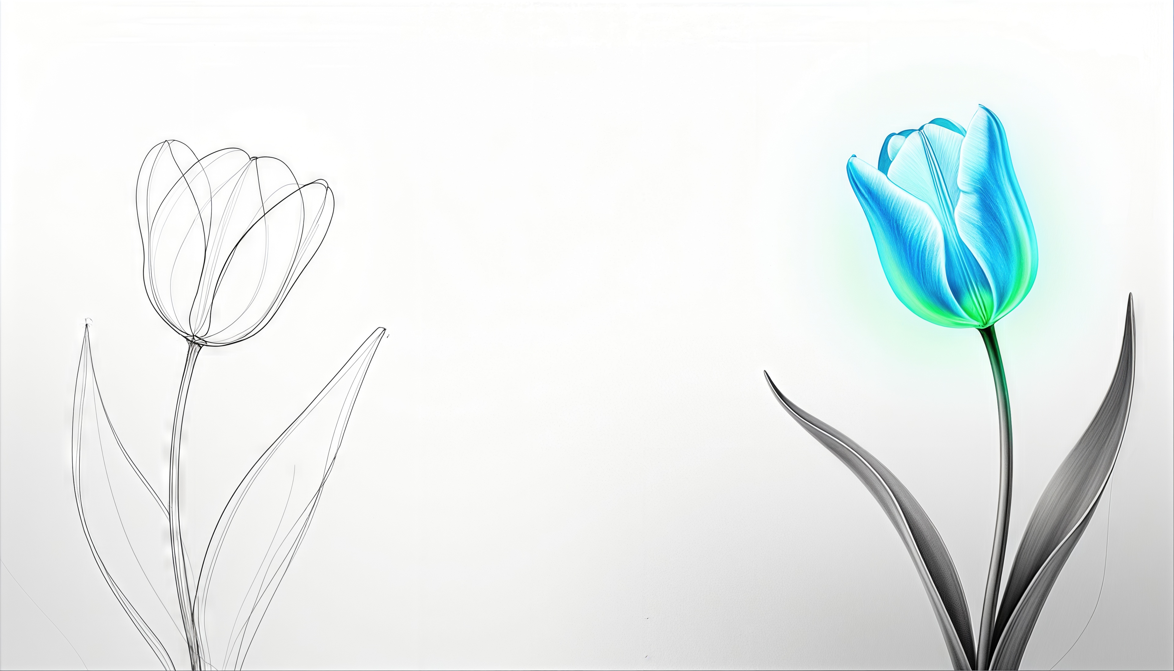 Wallpapers tulip figure sketch on the desktop