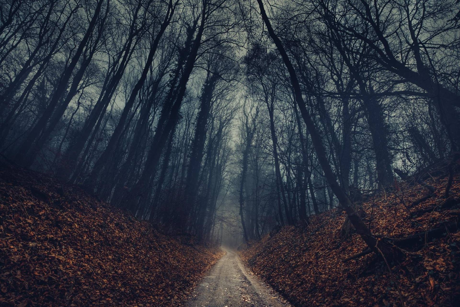 一条通往秋天阴郁森林的道路。