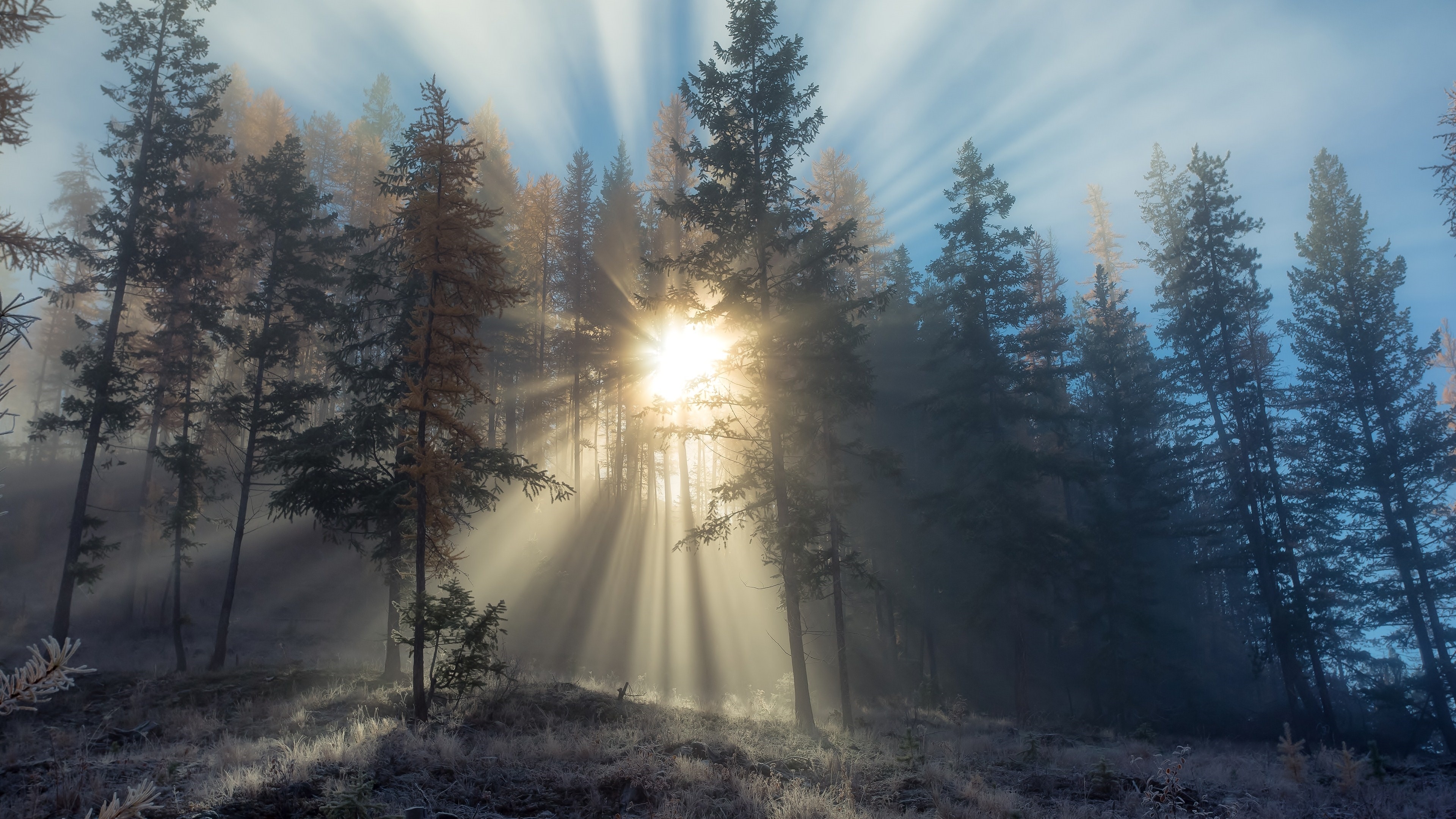 Wallpapers foggy forest trees sunrays on the desktop