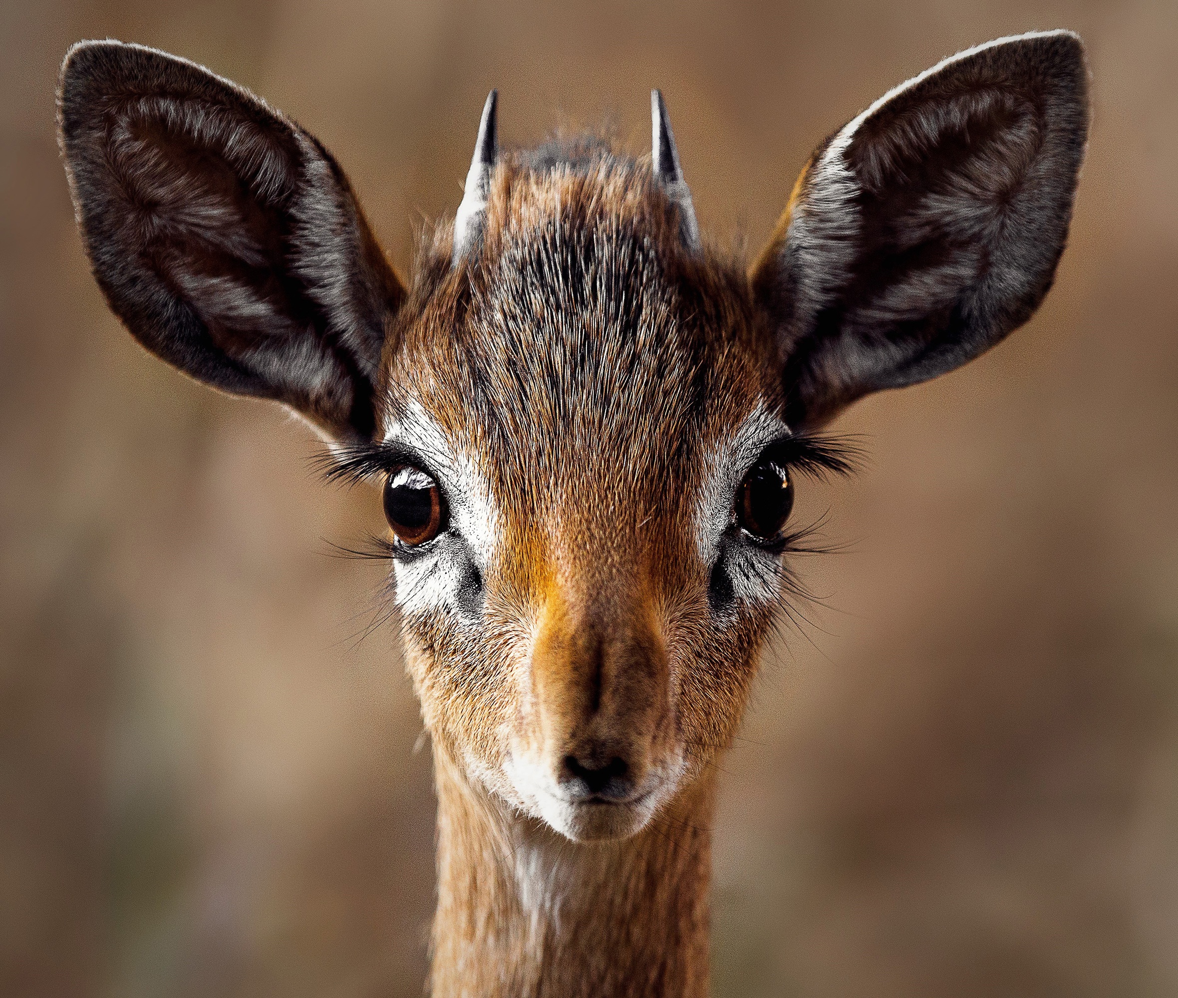 Wallpapers impala horn nature on the desktop