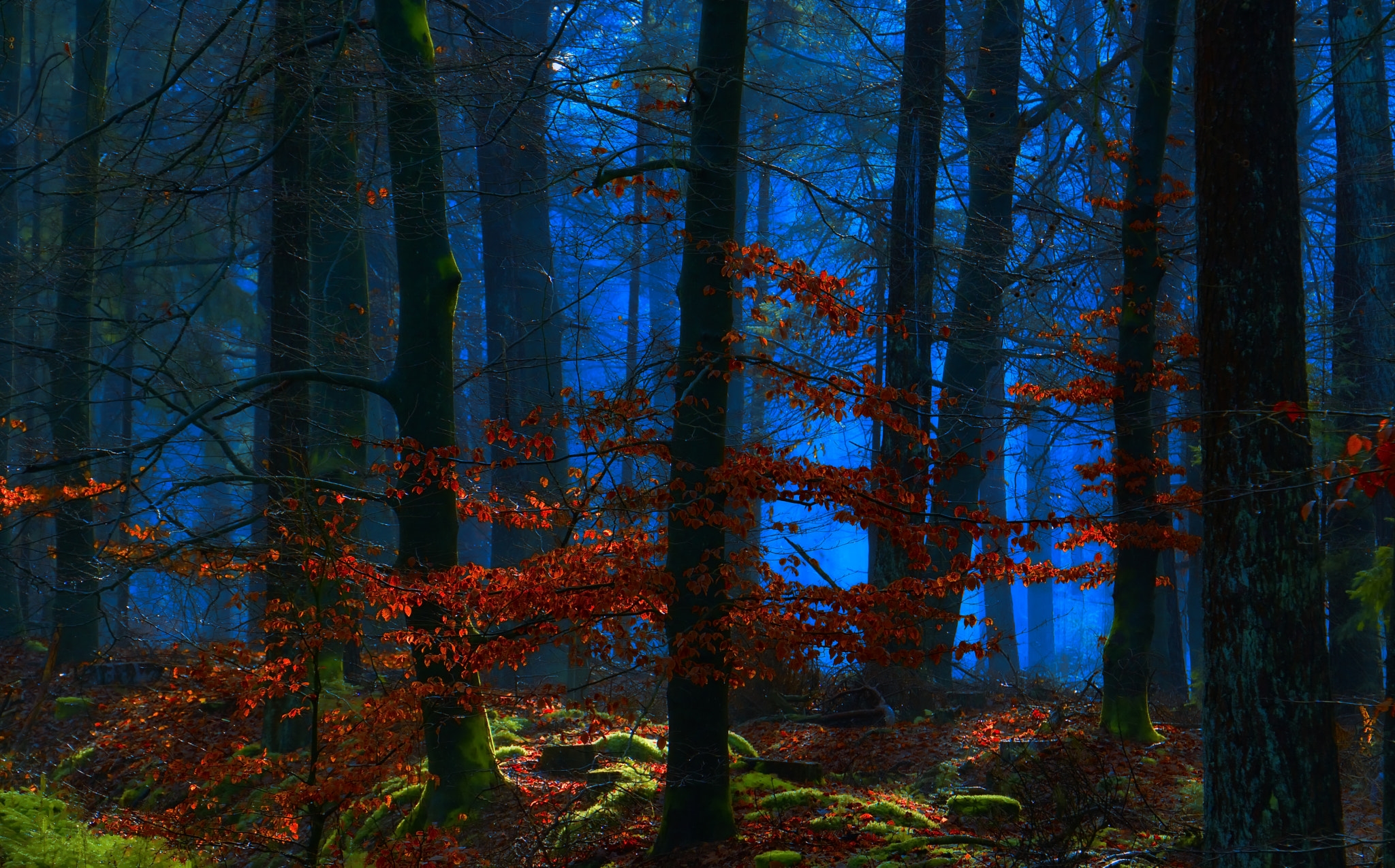 Wallpapers dusk forest landscape on the desktop