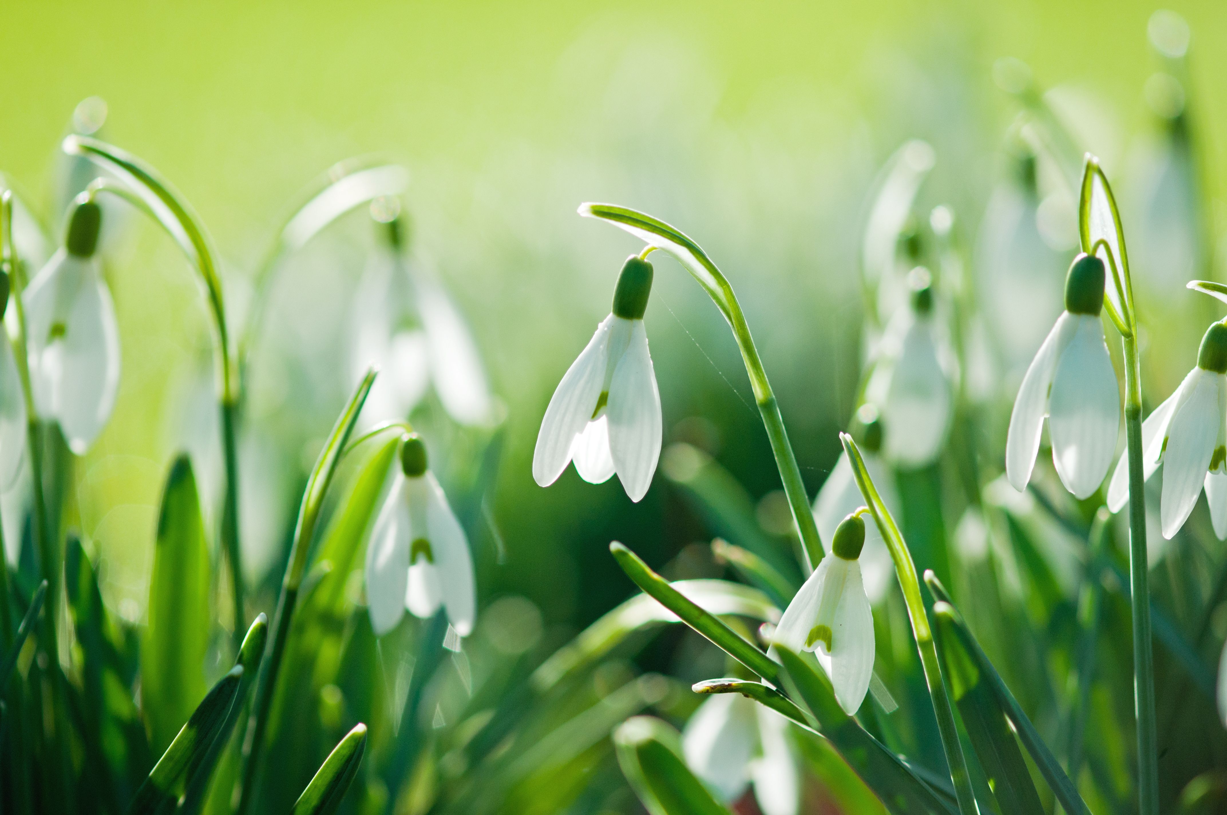 Wallpapers Snowdrops petals snowdrop on the desktop