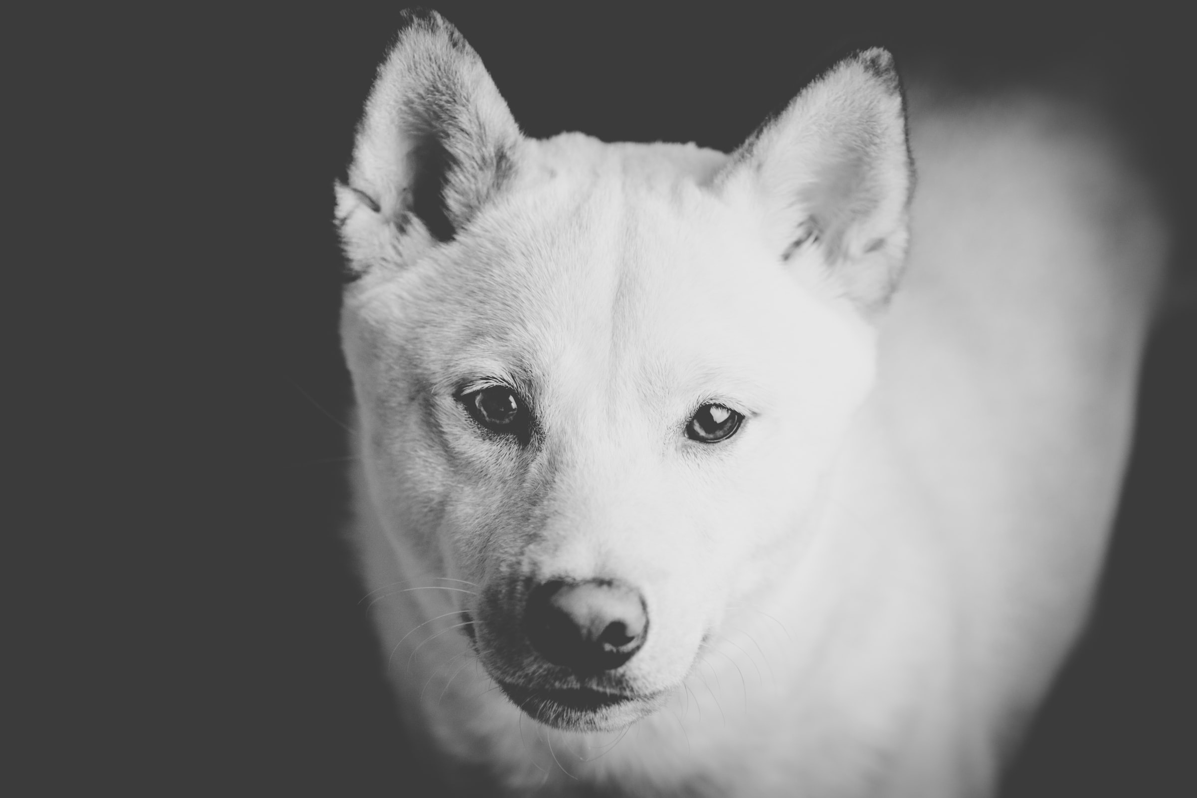 Shiba Inu in monochrome photo