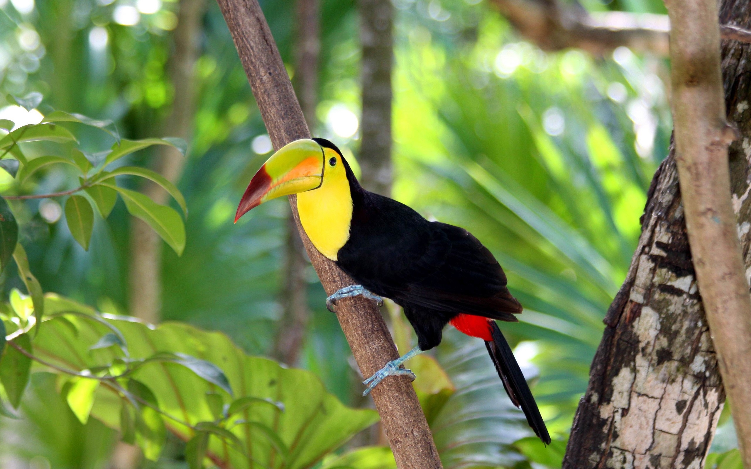 Free photo Touka sits on a branch in the jungle.