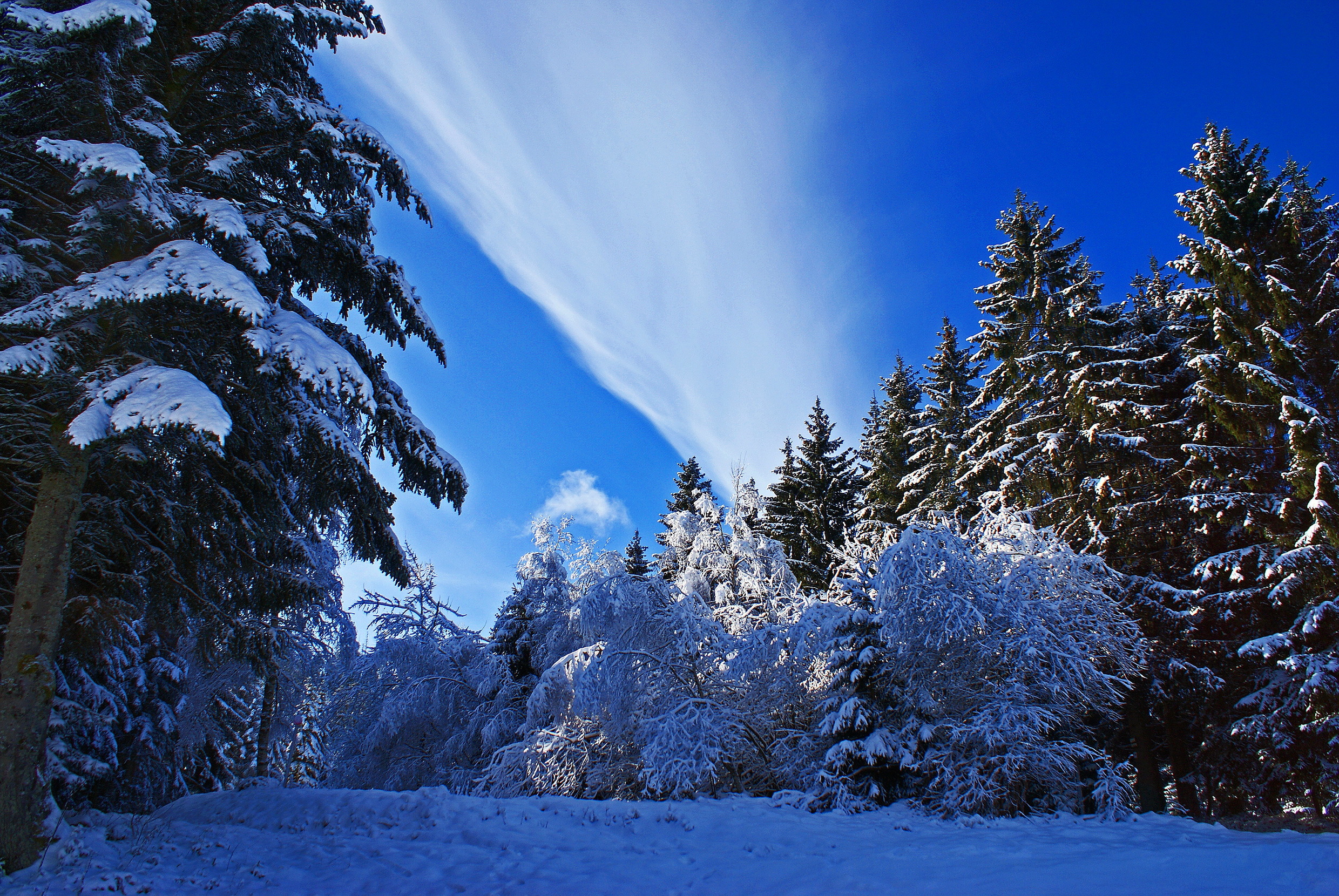 Free photo Blue sky above snow-covered fir trees