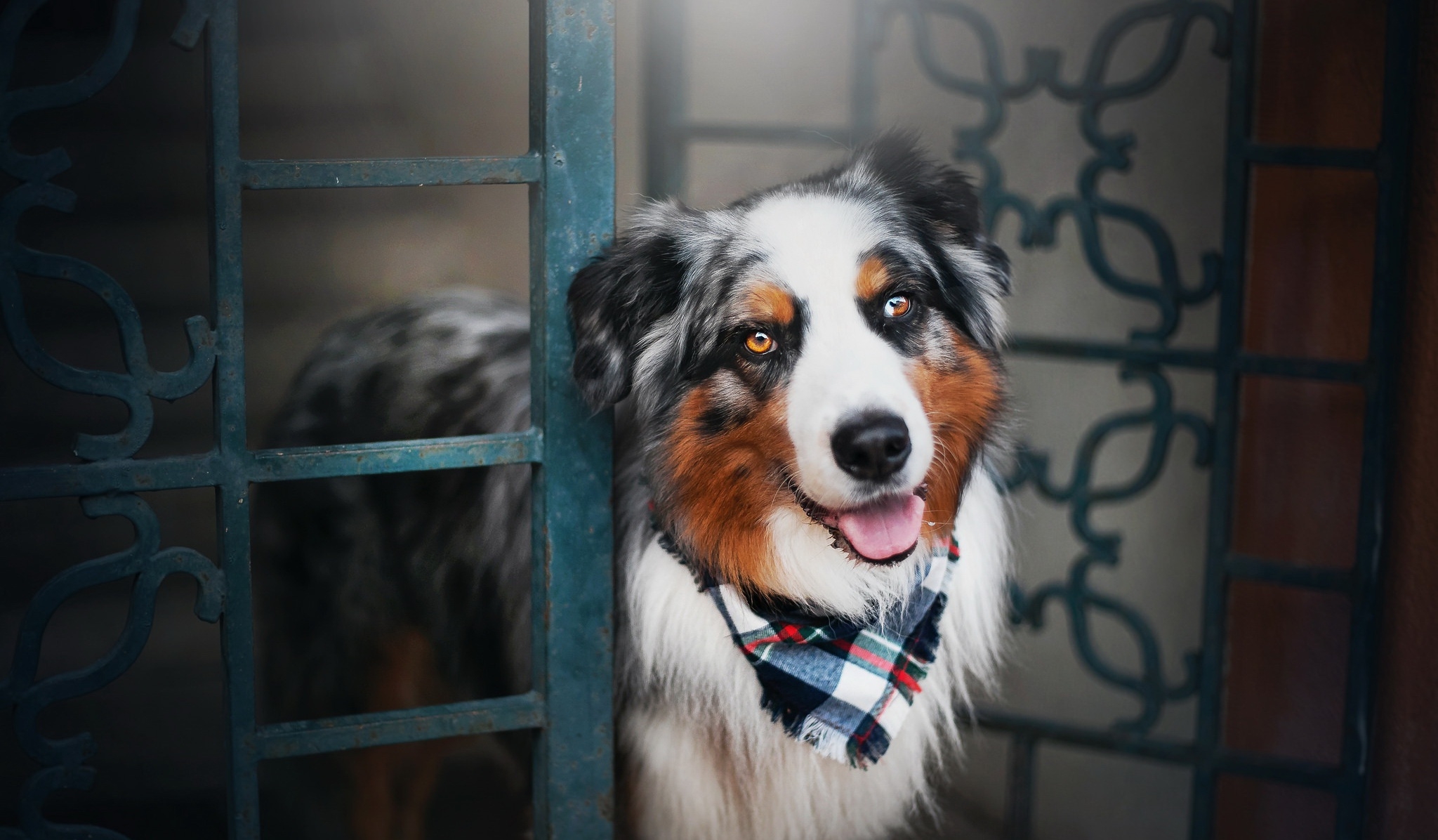 Free photo The face of an Australian Shepherd dog