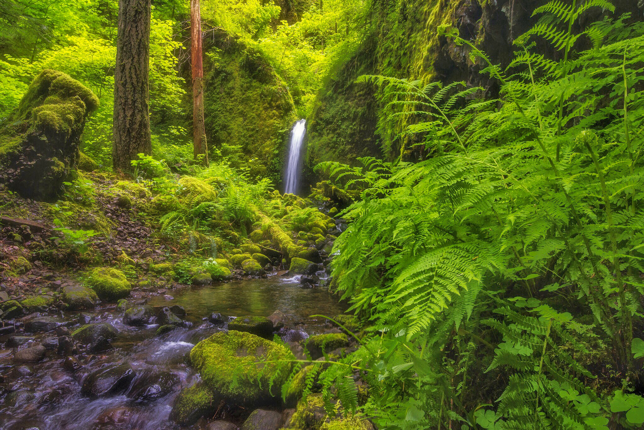 Wallpapers moss fern Oregon on the desktop