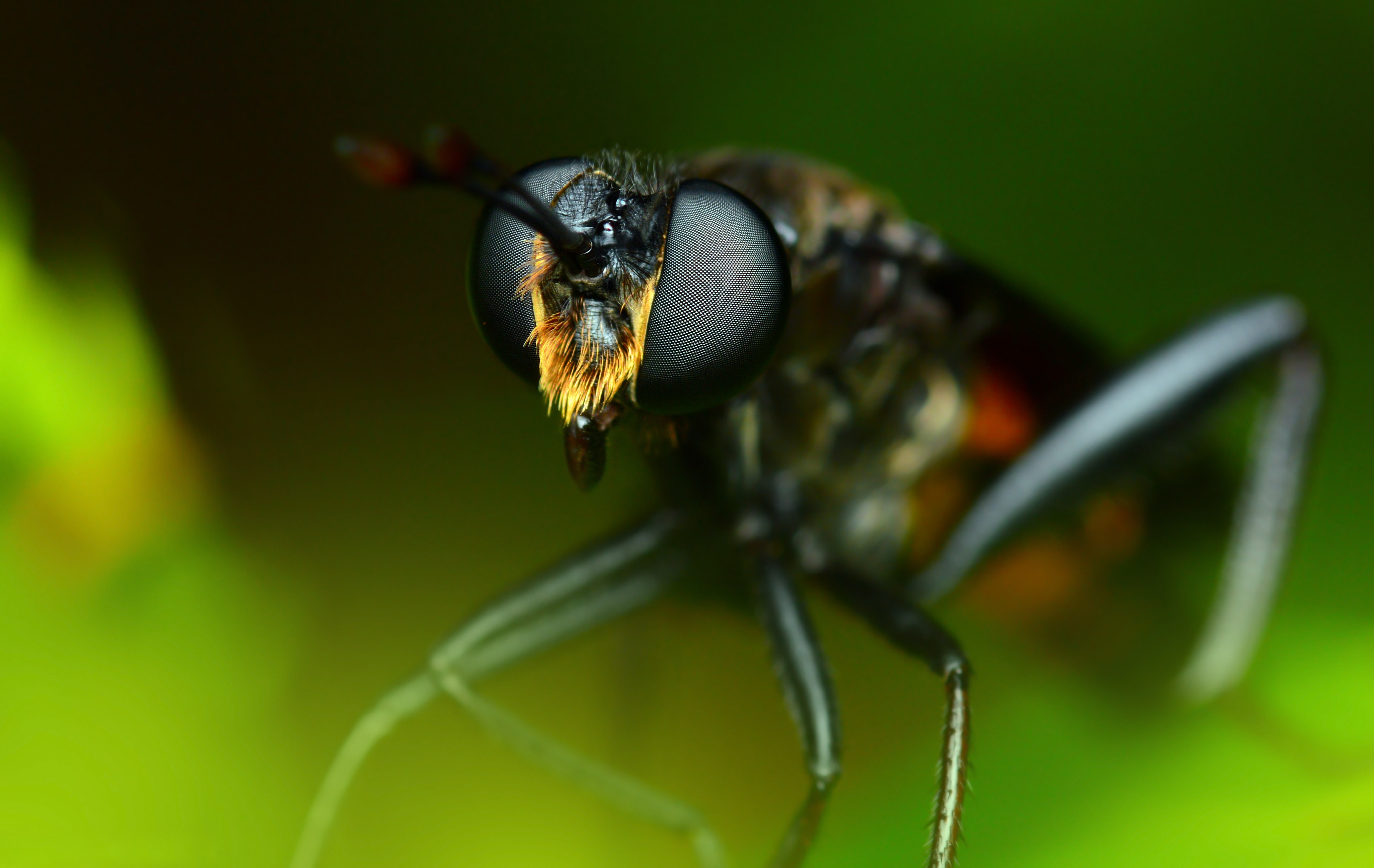 Free photo The eyes of a wasp-like insect