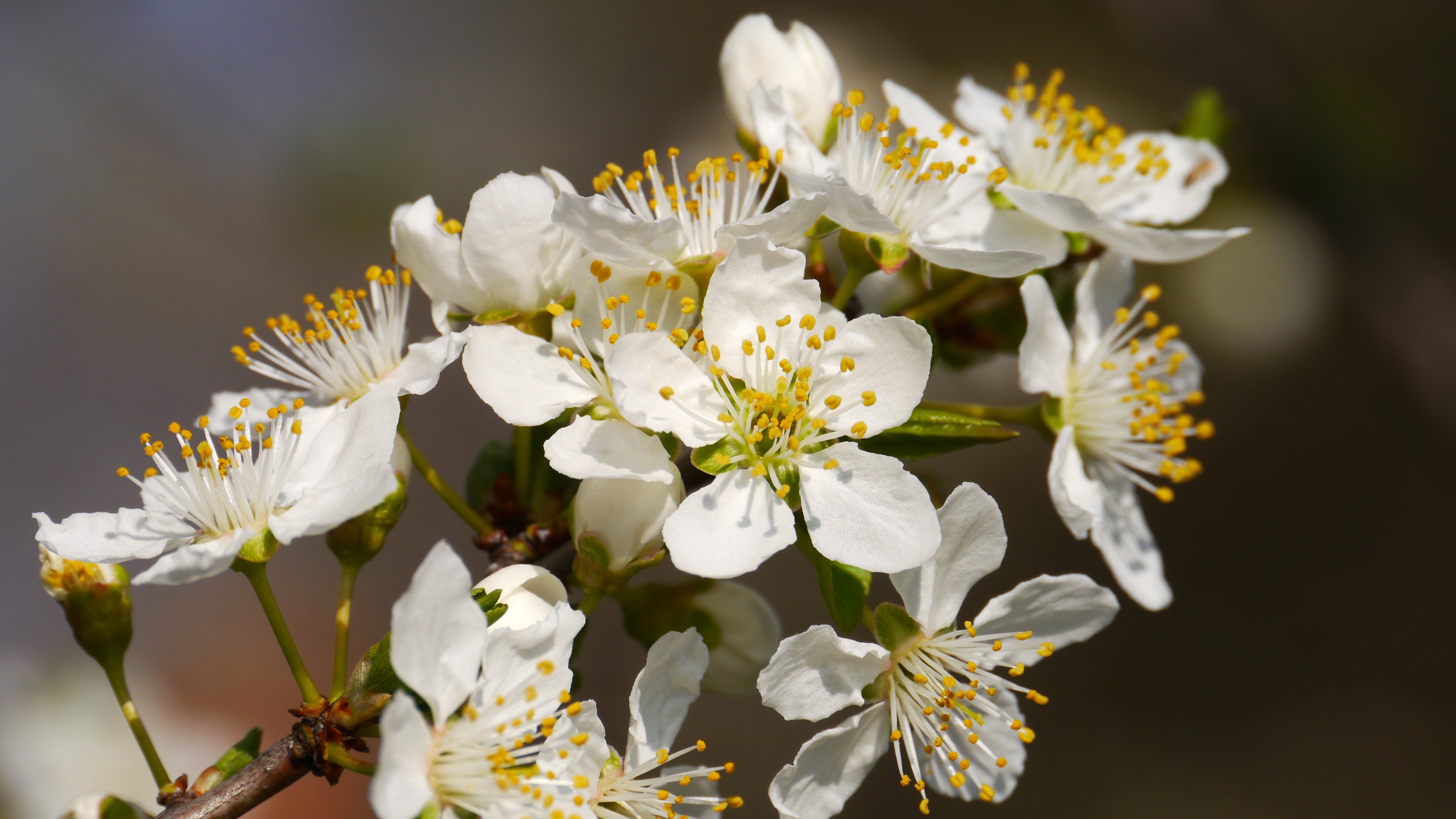 免费照片树枝上的白花