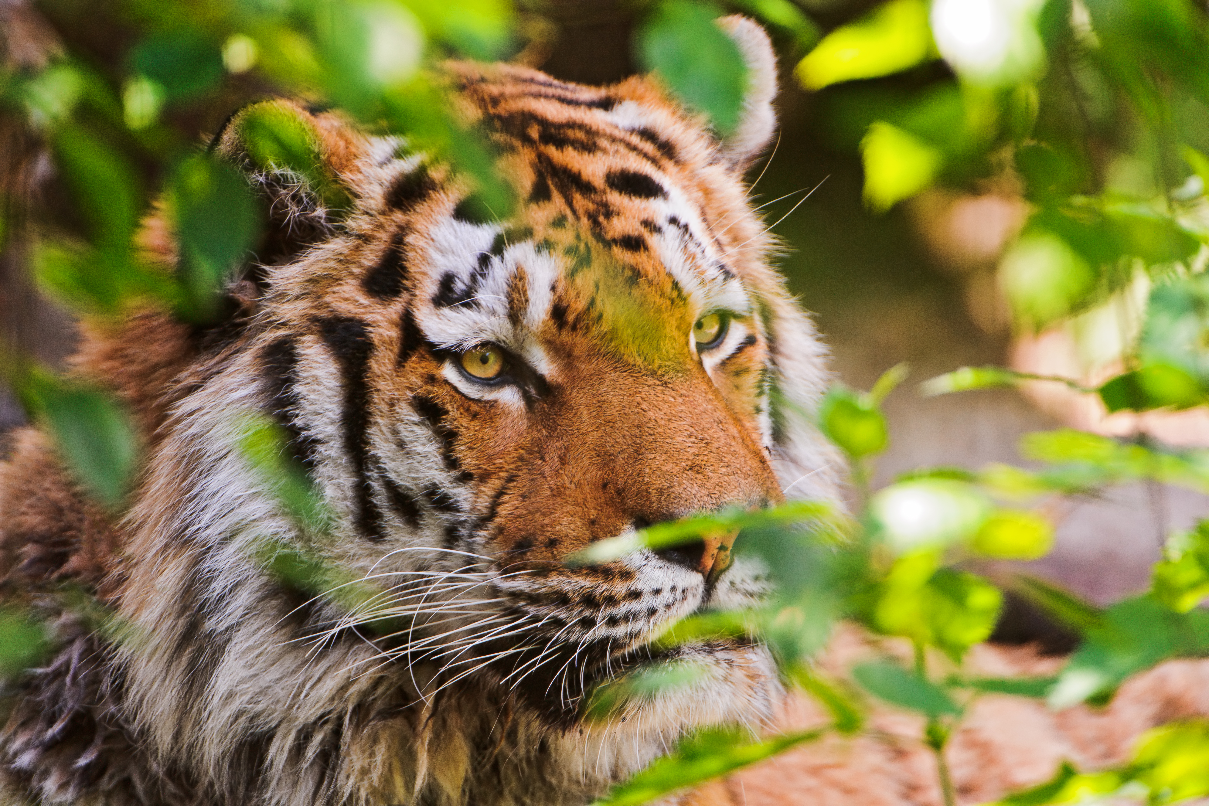 免费照片一只老虎从树枝后面看出来