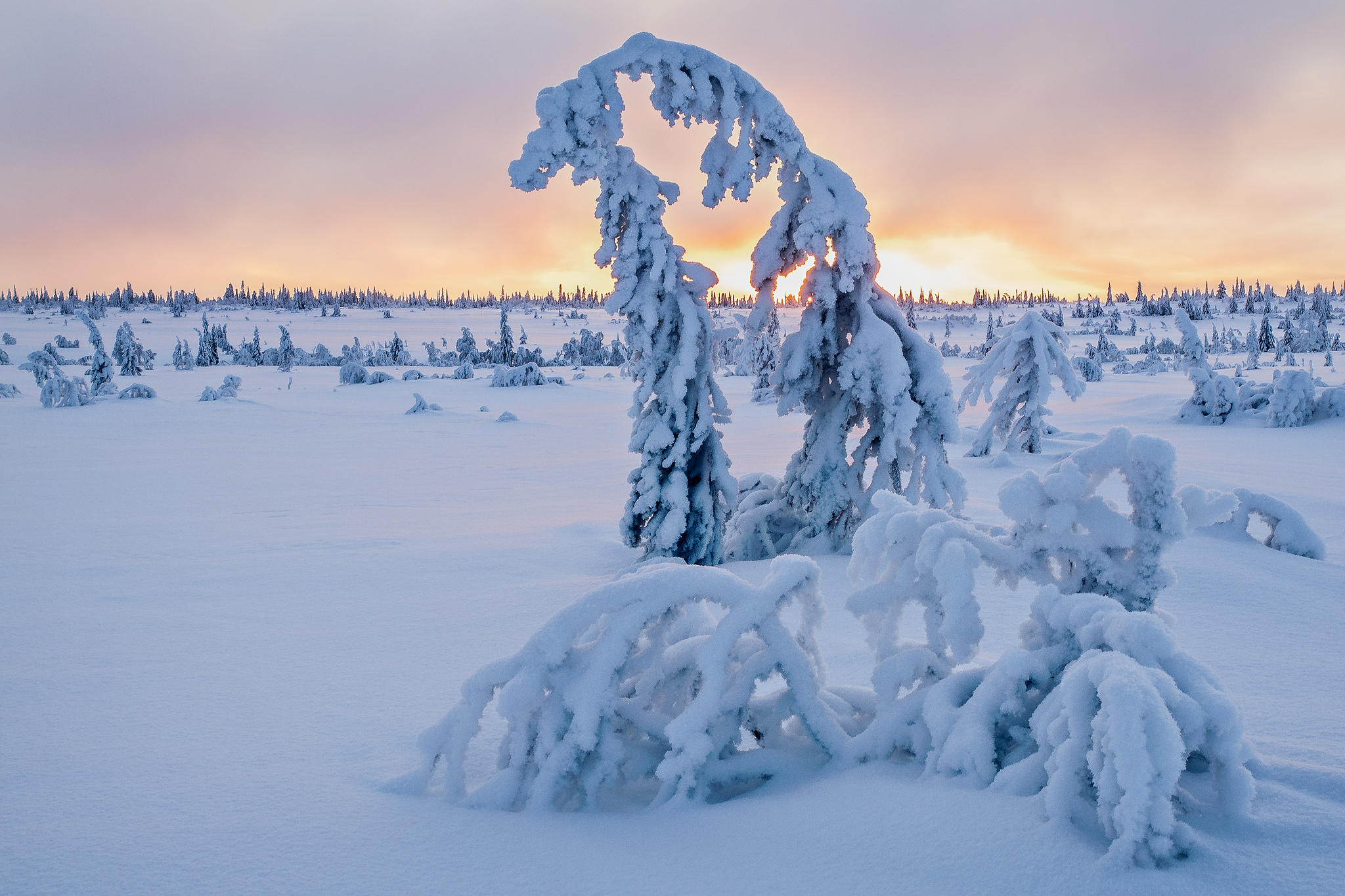 Wallpapers a lot of snow sunny weather landscape on the desktop