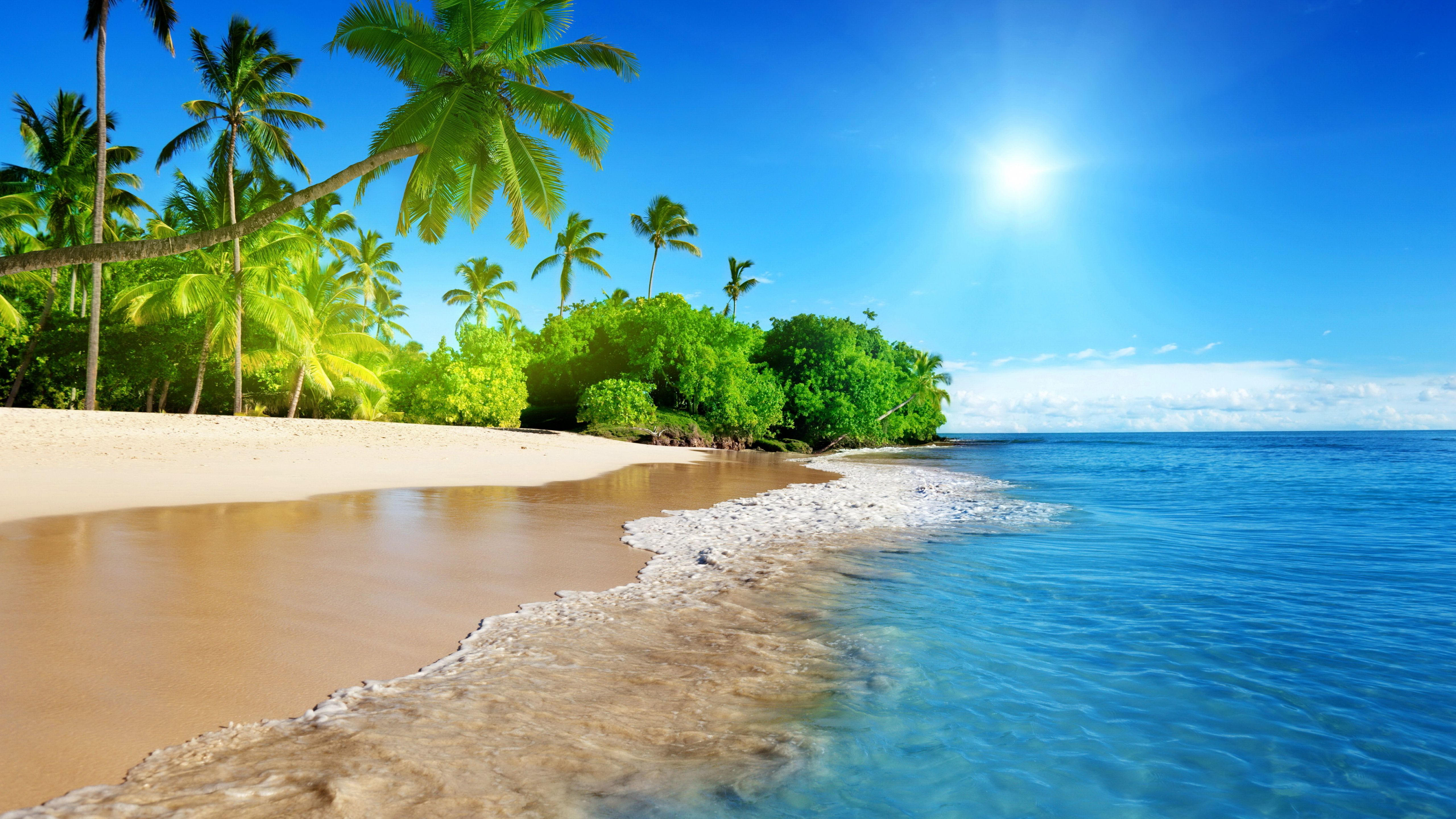 Free photo The beach and palm trees