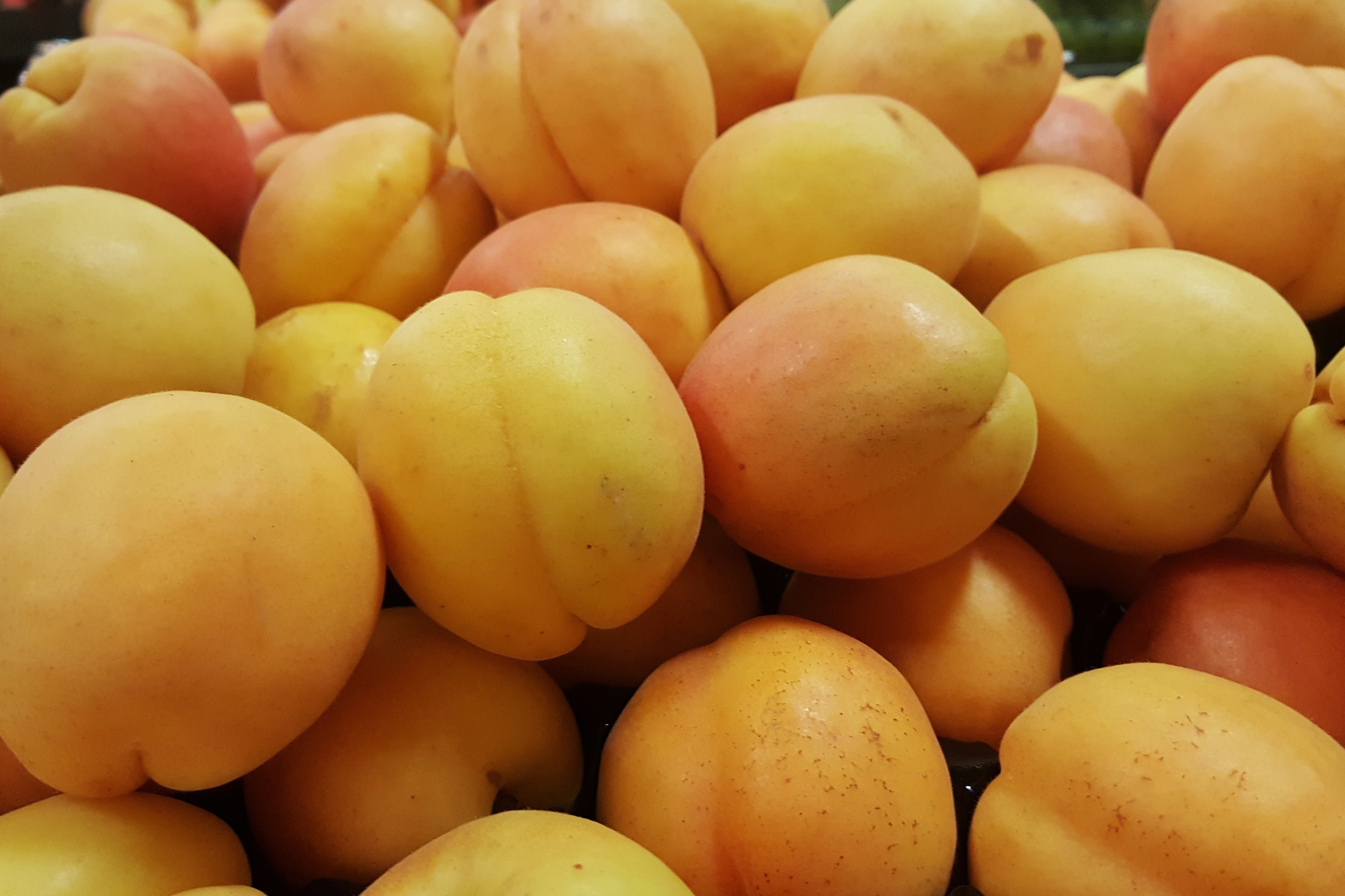 成熟的黄杏