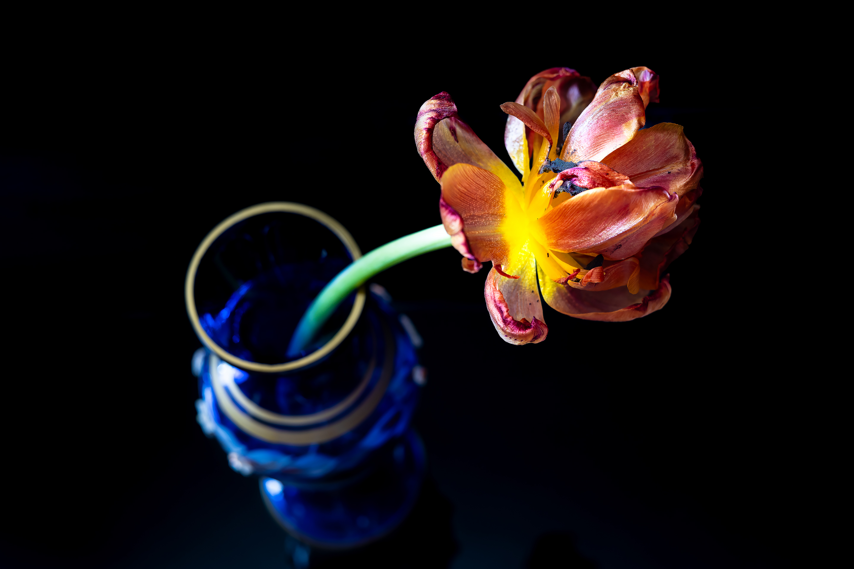 Отцветший тюльпан в синей вазе на чёрном фоне