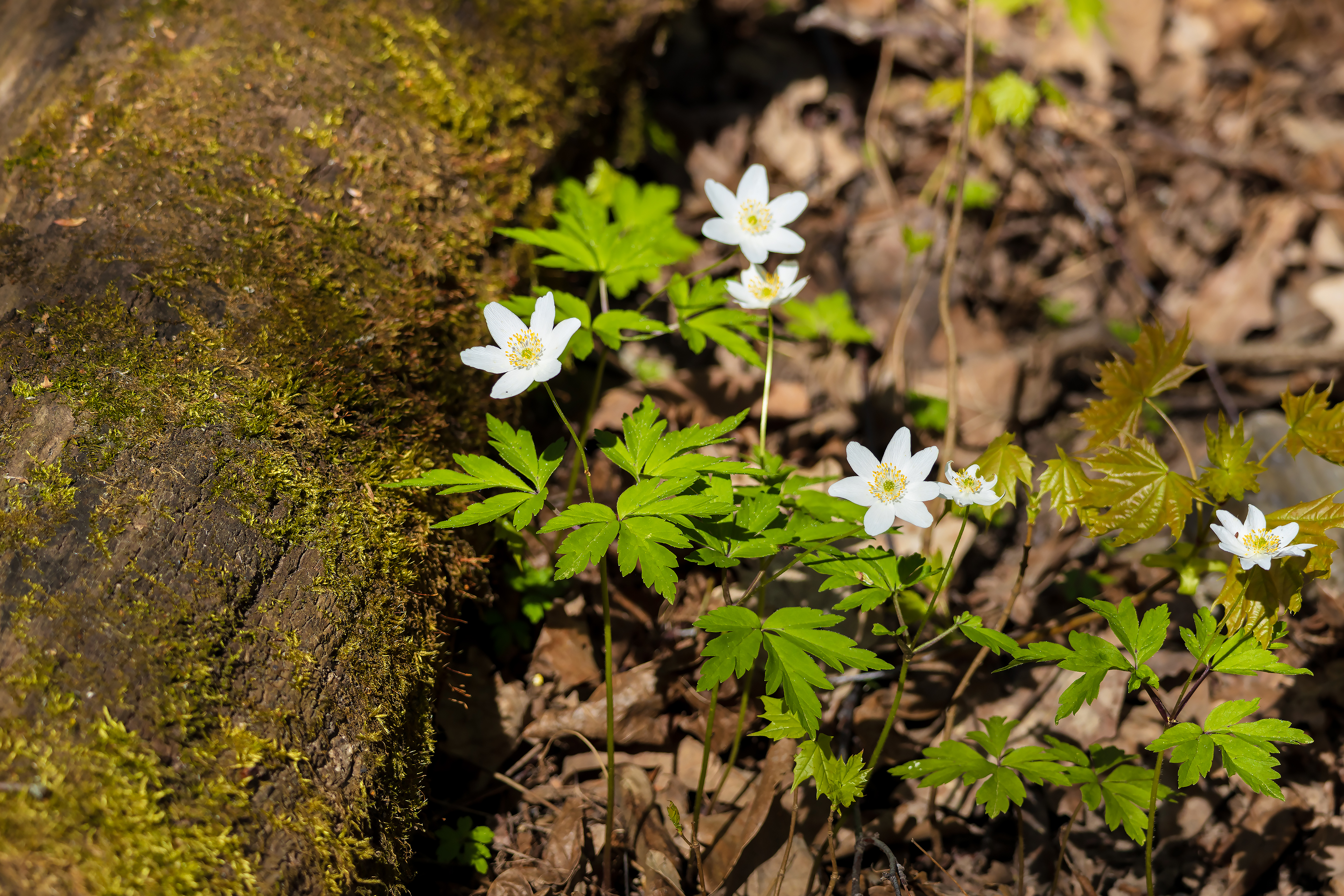 Бесплатное фото Весенние цветы анемона дубравная около упавшего дерева
