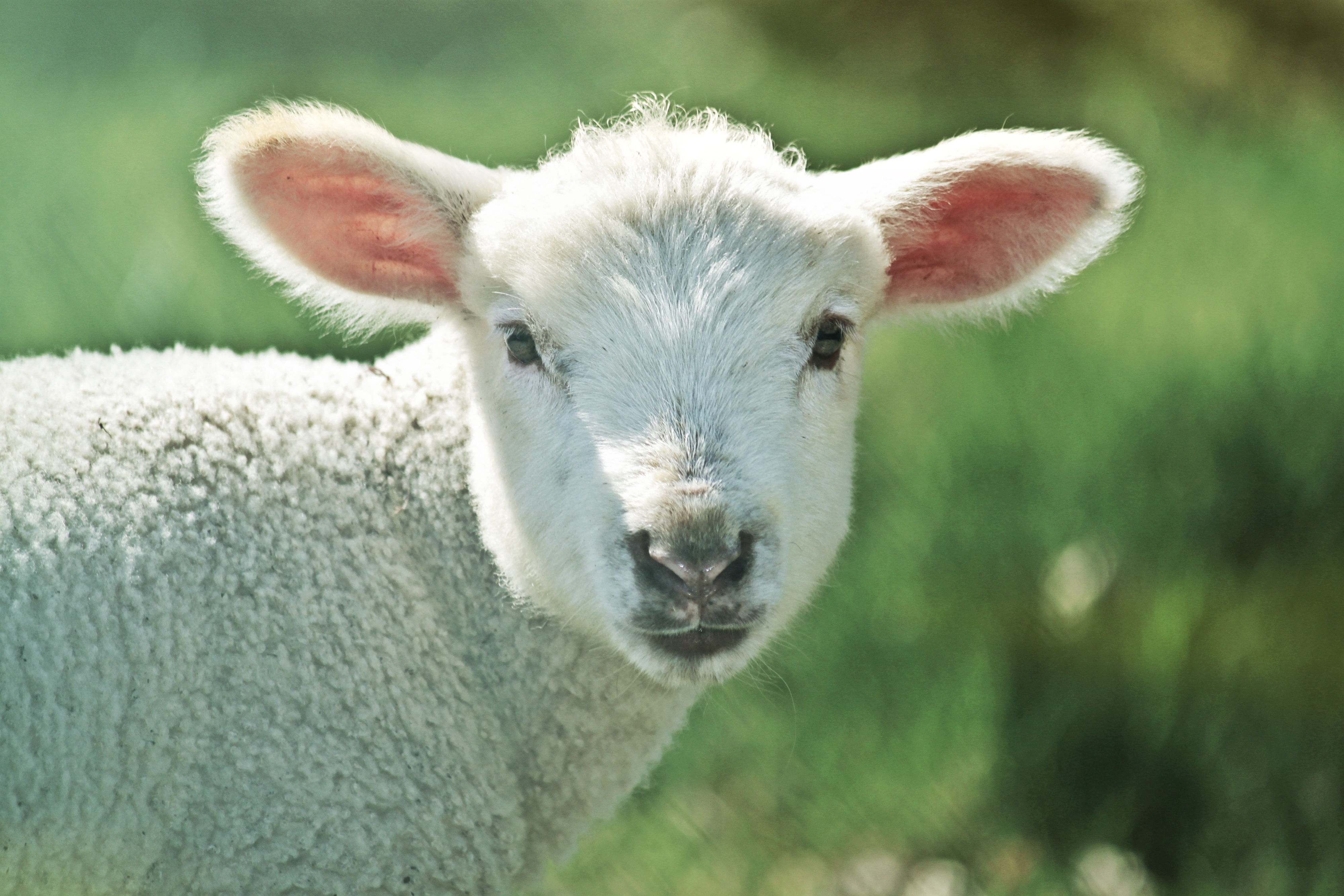 Бесплатное фото Маленькая белая овечка