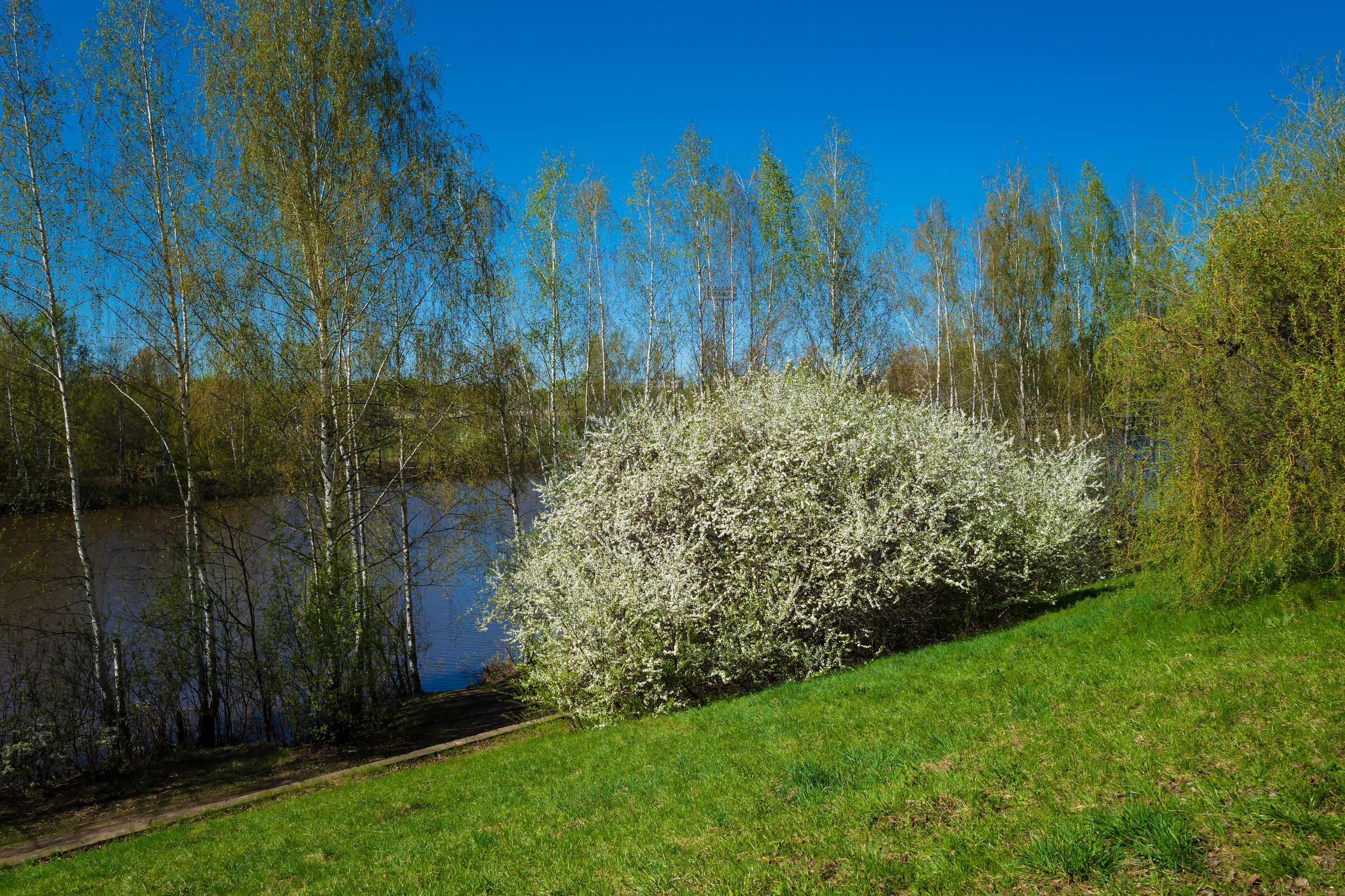 Бесплатное фото Терновый куст в цвету