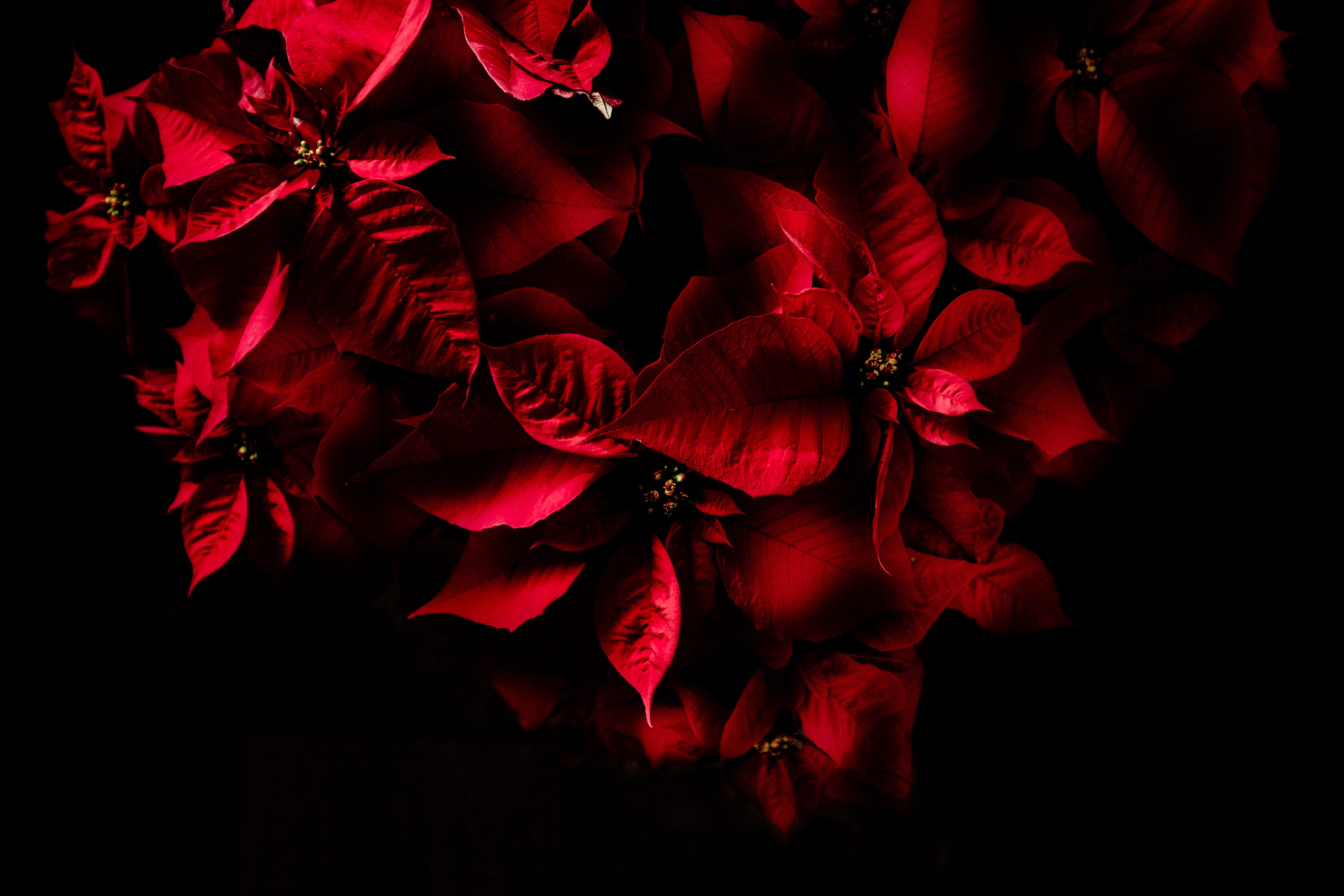 Free photo A picture of a red-leafed plant