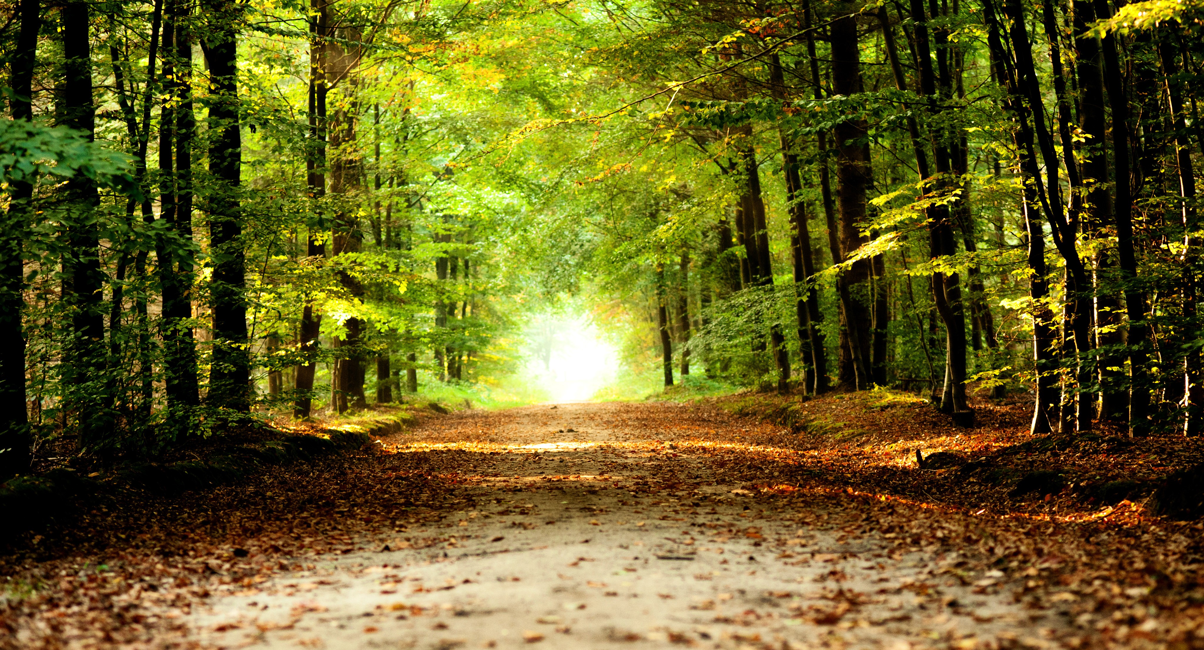 Free photo A road in the forest with green foliage