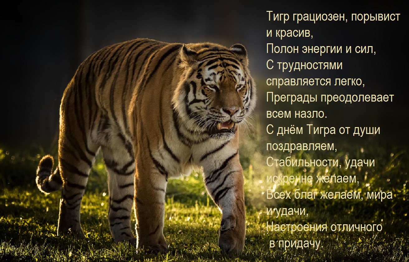Открытка на тему тигр деревья трава бесплатно