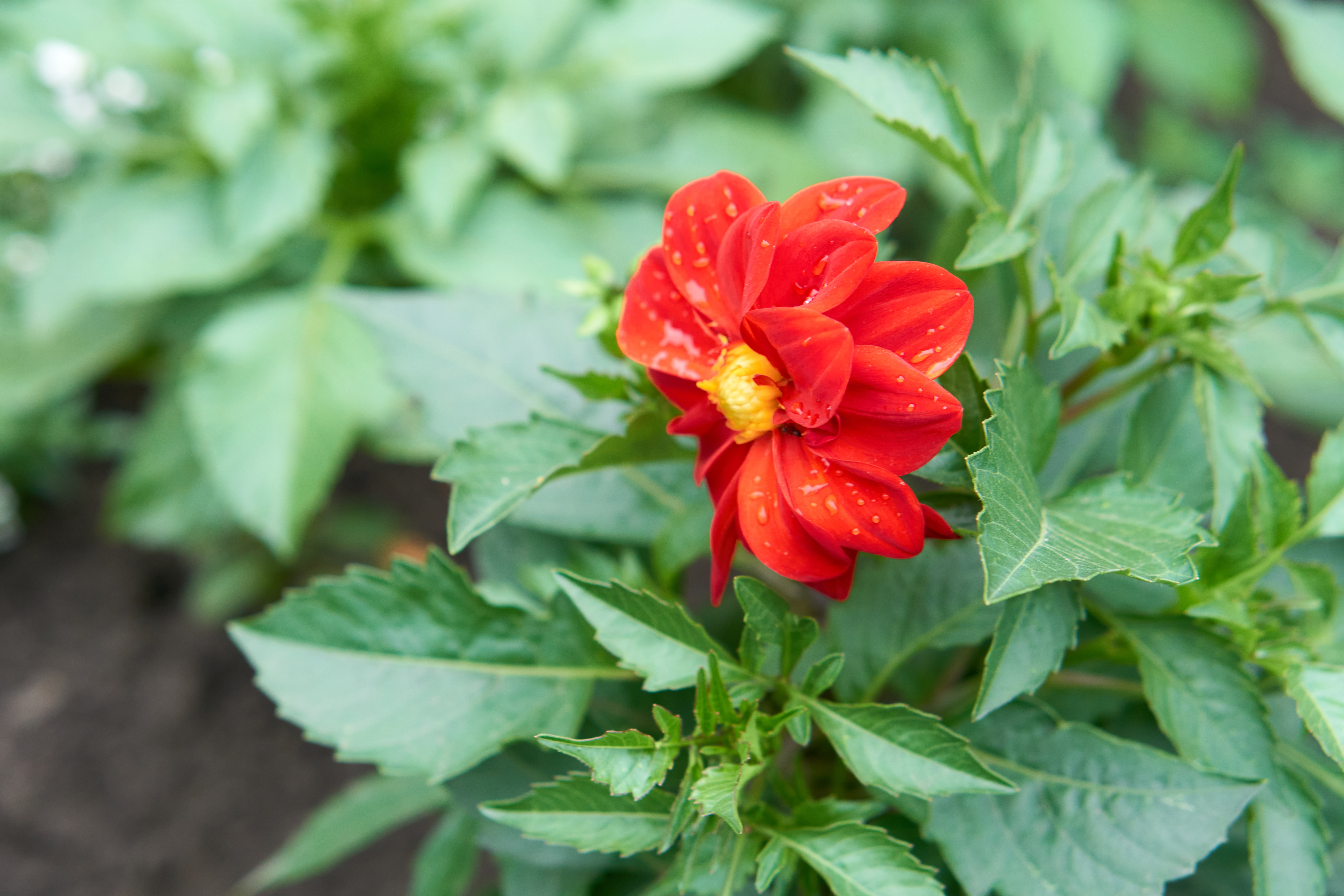 Free photo Red flower