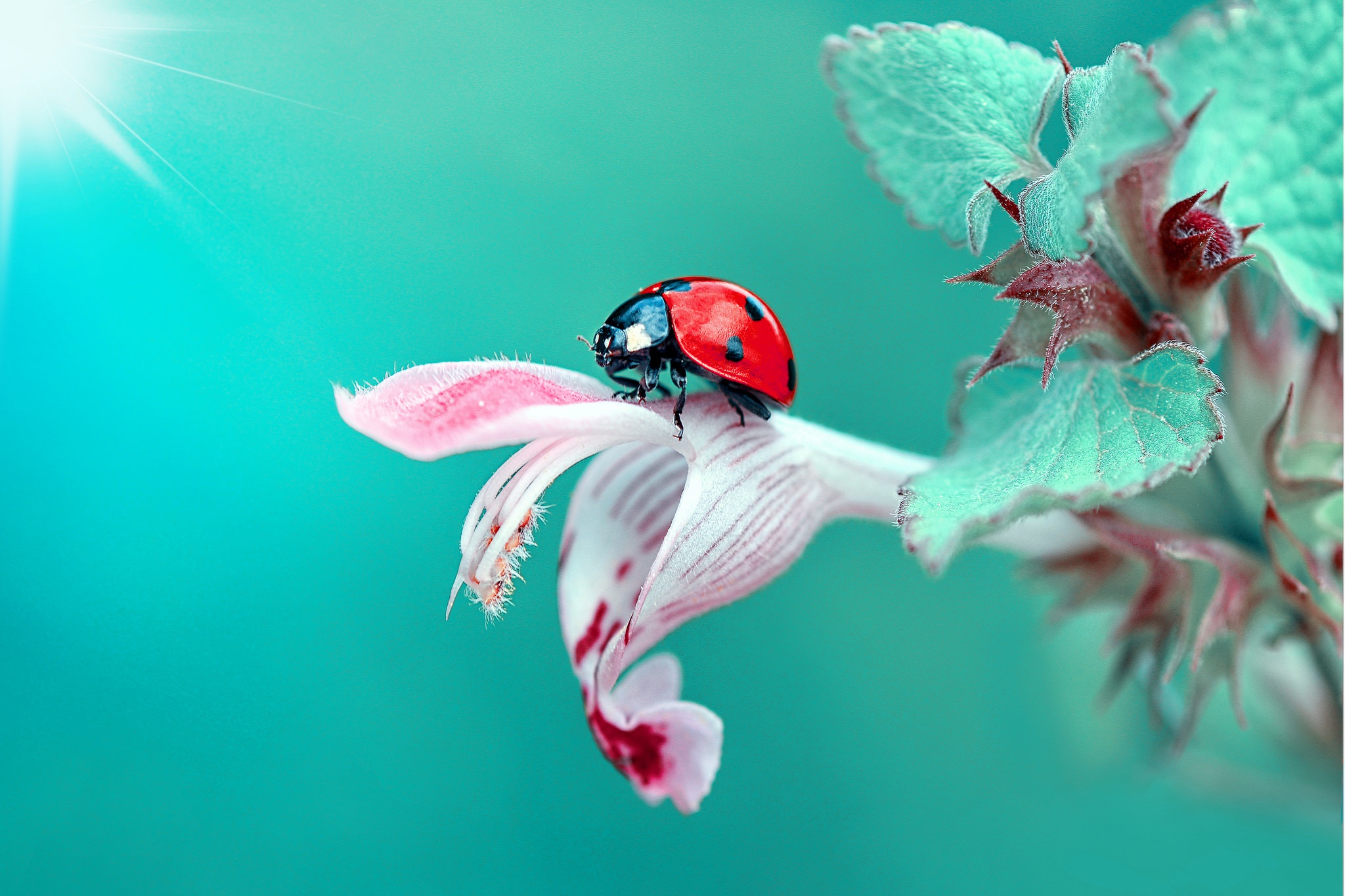 免费照片一只瓢虫在花朵上爬行。