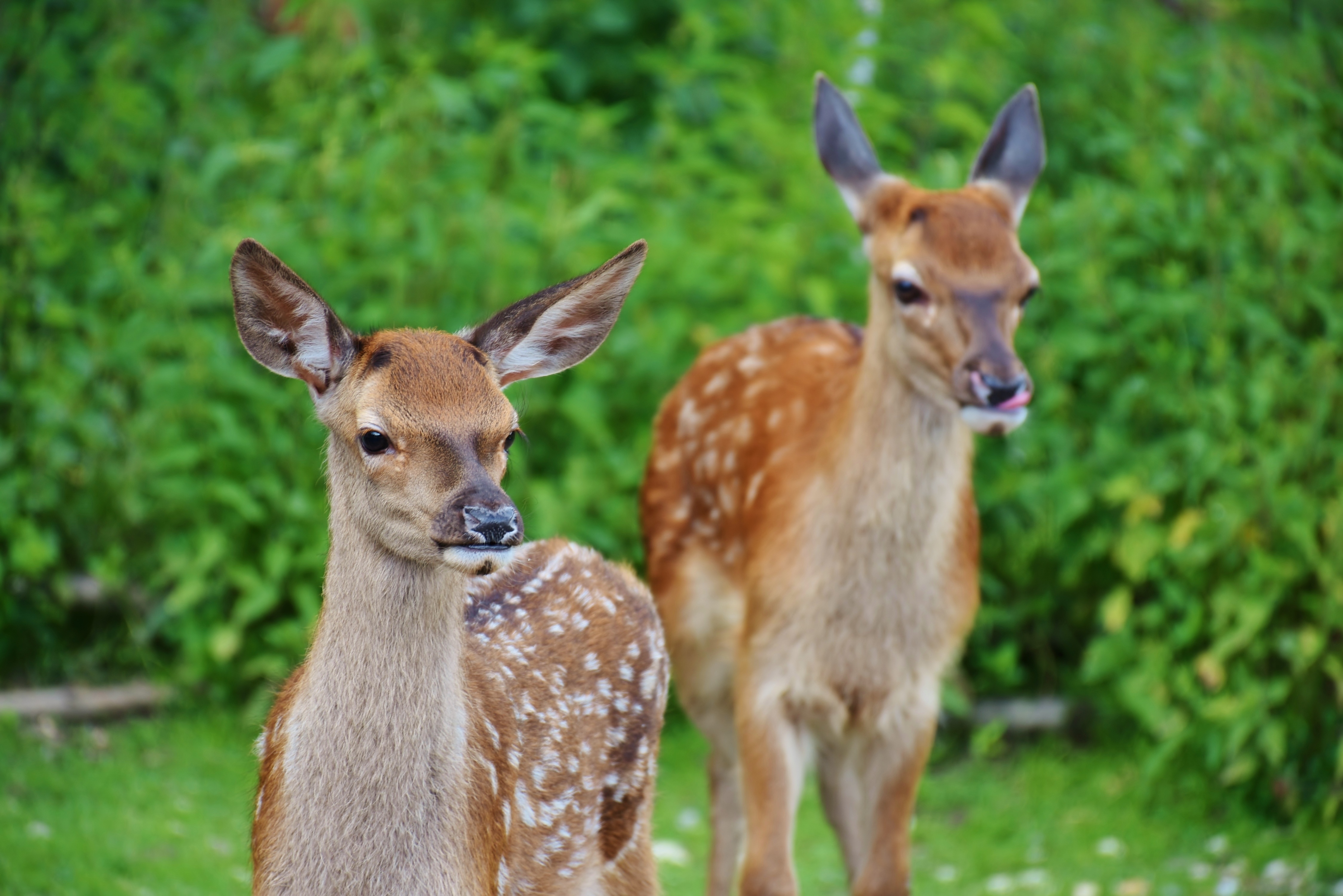 Free photo Two small deer on the background of green vegetation