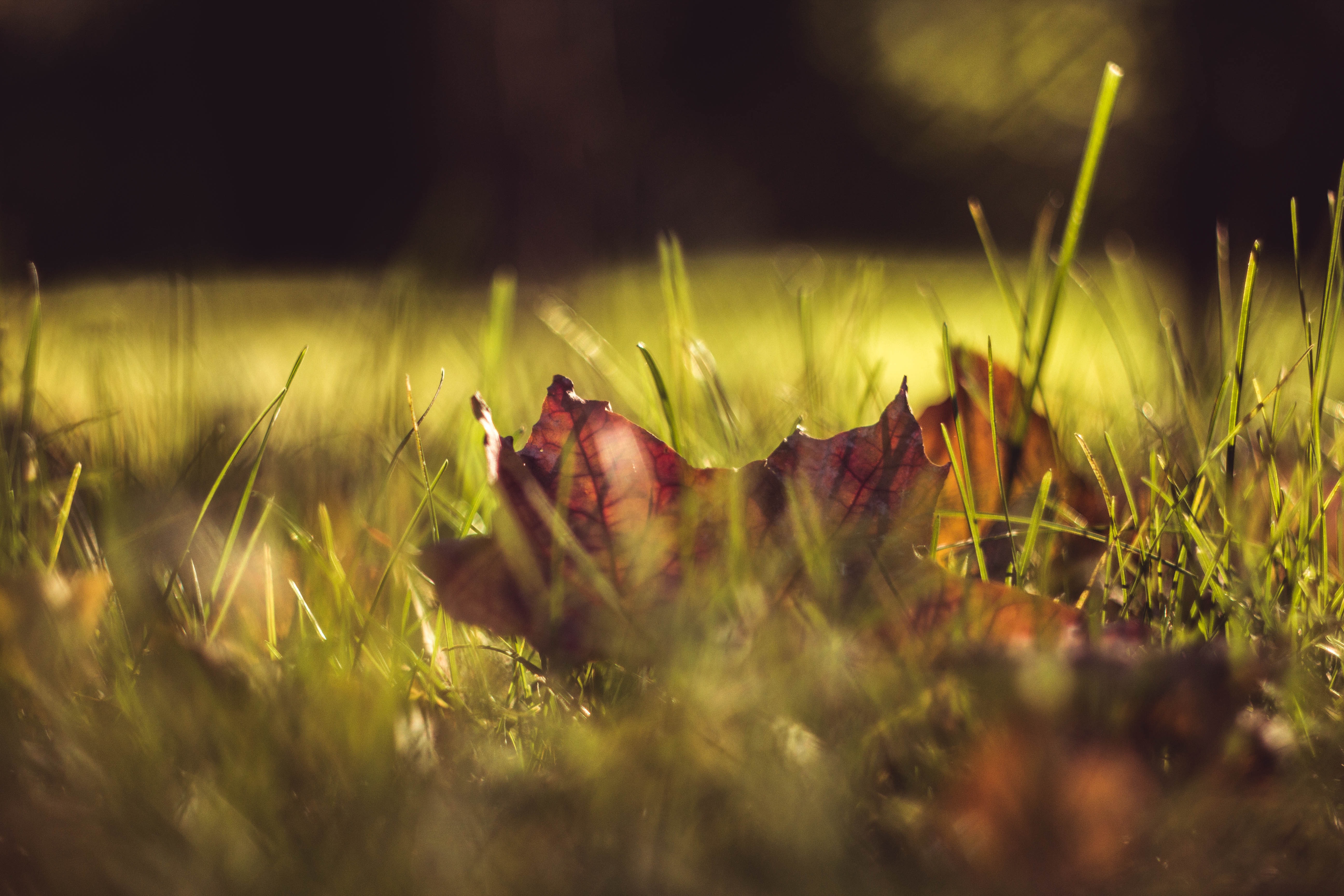 Free photo Autumn`s wilted maple leaf lies in the grass