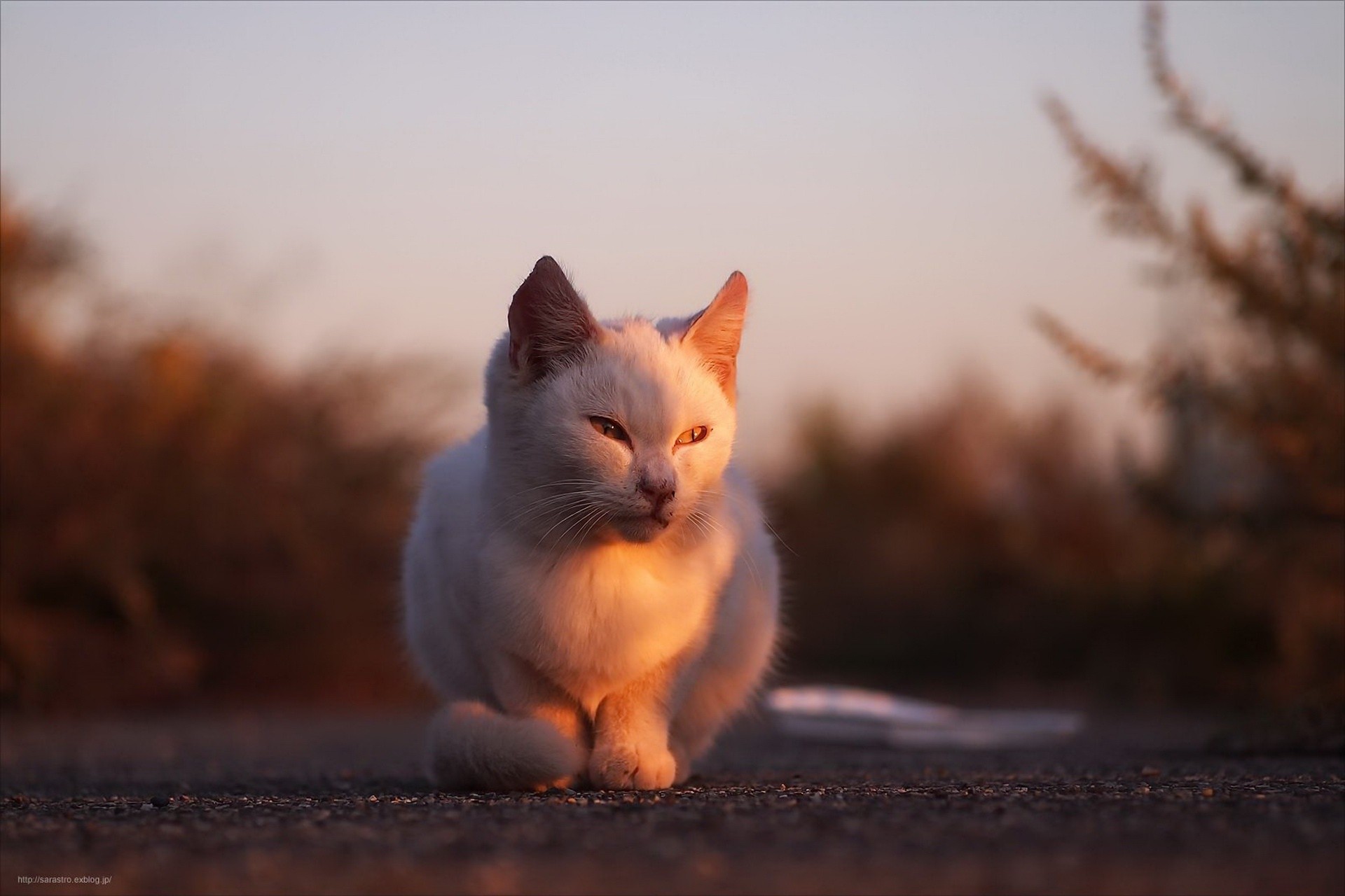 Кошка Света Фото