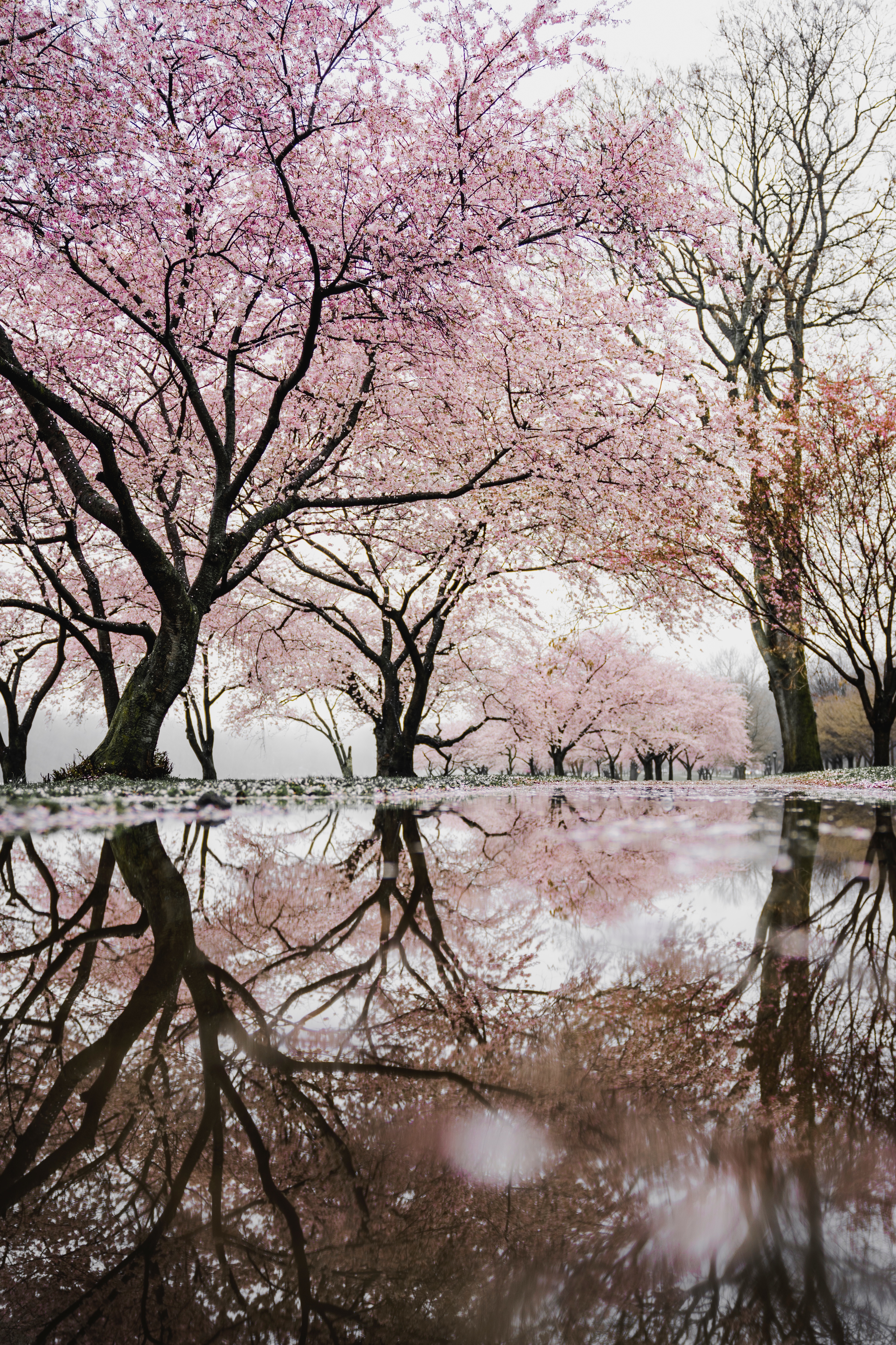 Free photo Cherry orchard along the river