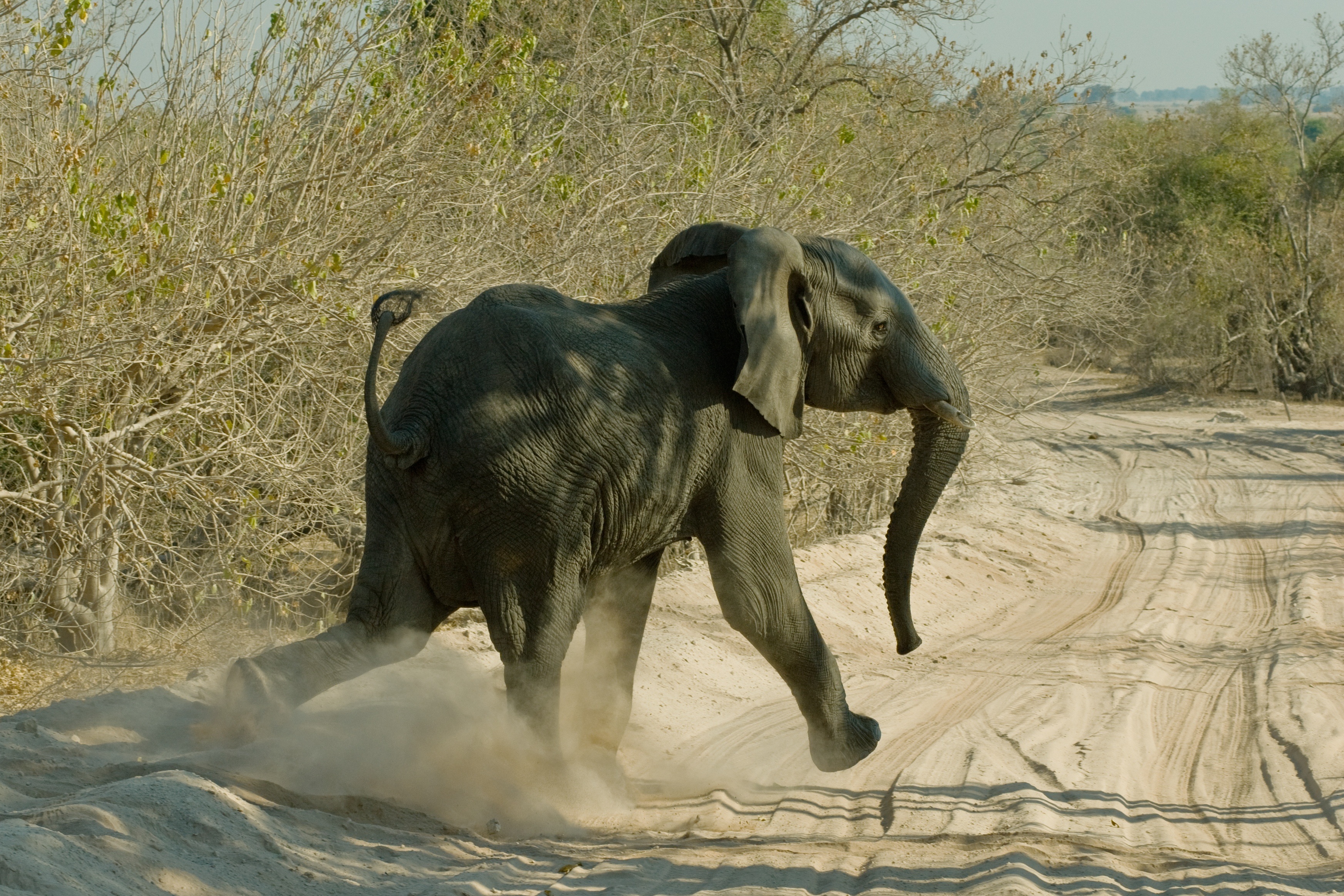 一头小象在沙土路上奔跑
