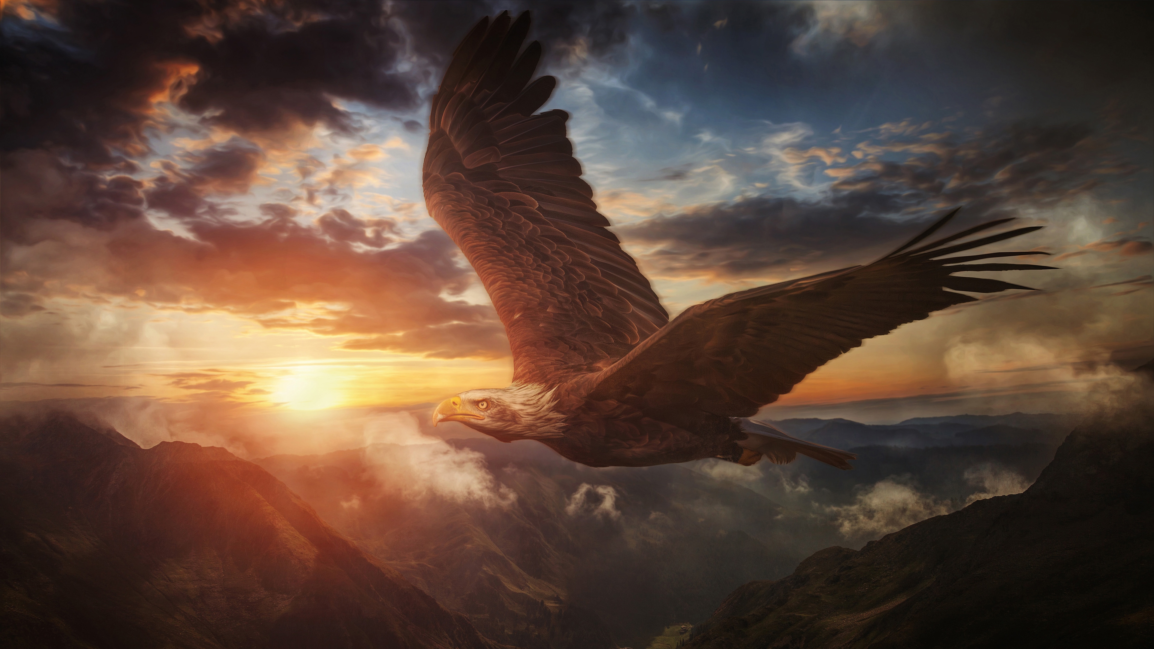 Wallpapers eagle fly predator birds on the desktop