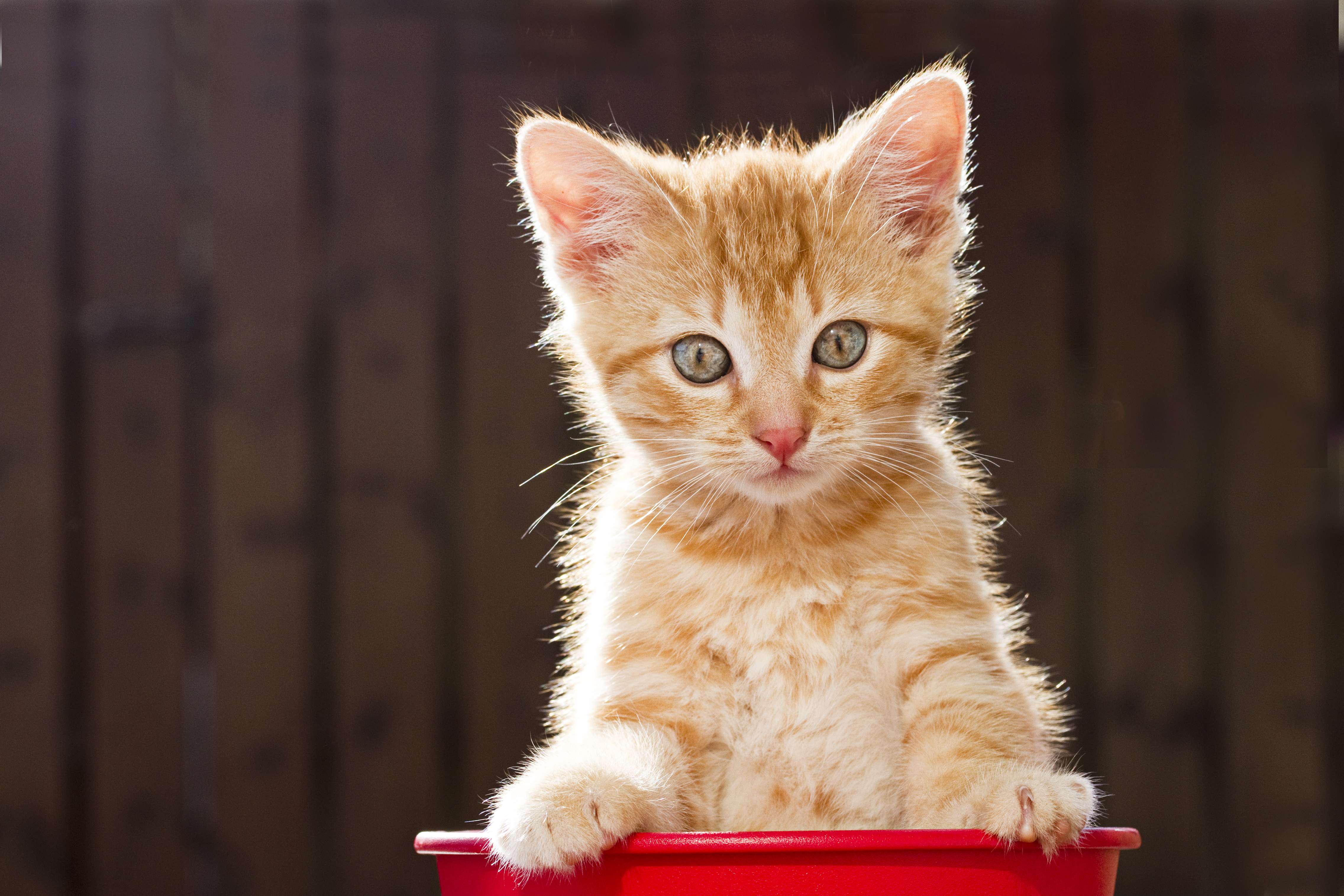 小猫在水桶里摆姿势