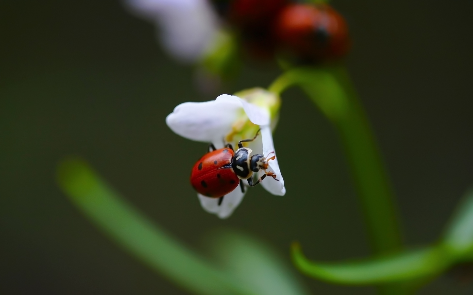 A ladybug on a white flower.