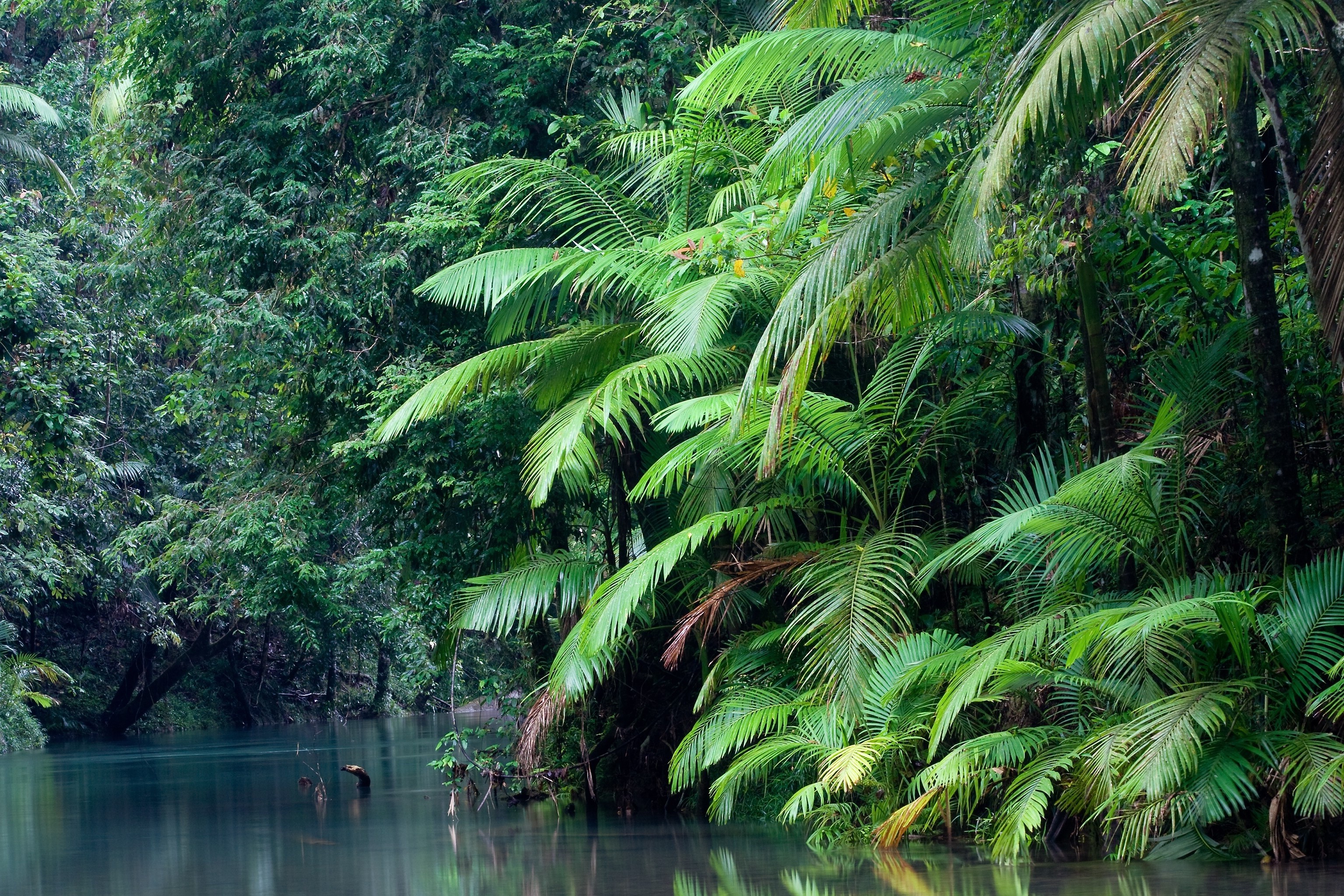 Wallpapers plant nature reserve tree on the desktop