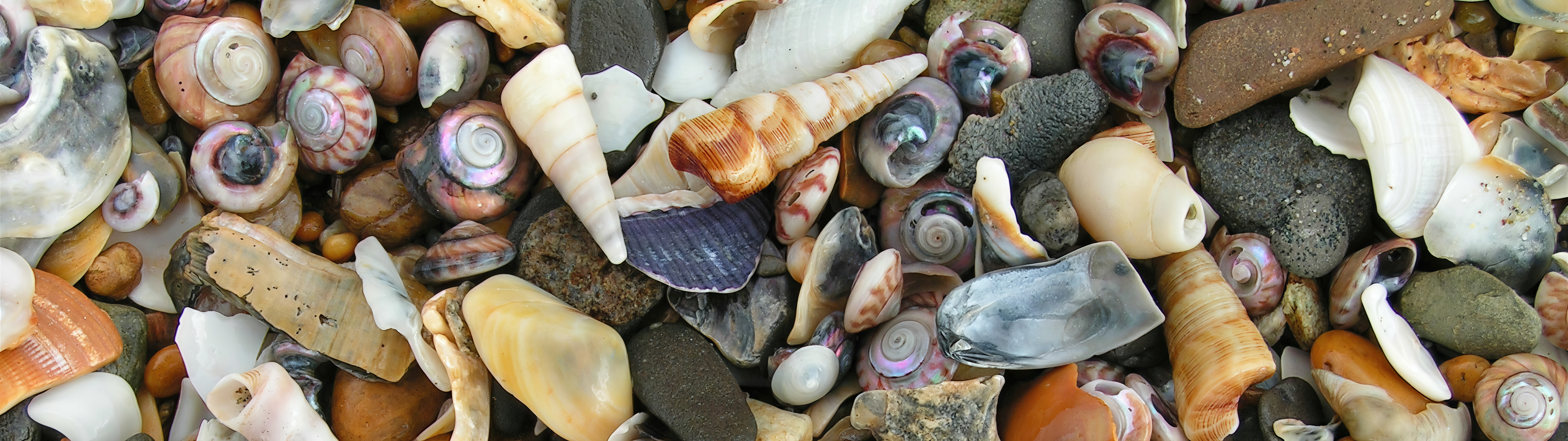 Бесплатное фото Калейдоскоп морских находок: ракушки разных форм и оттенков среди гальки.