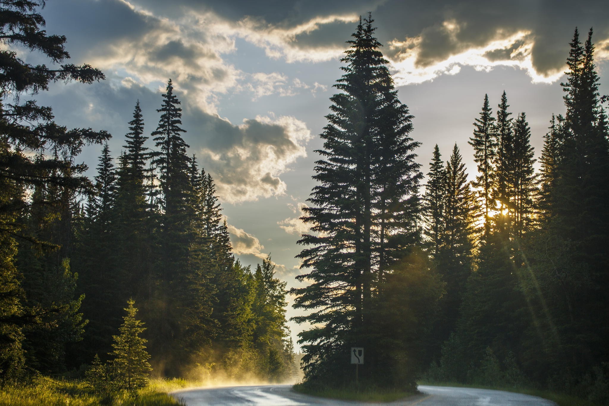 桌面上的壁纸日光 树木 景观