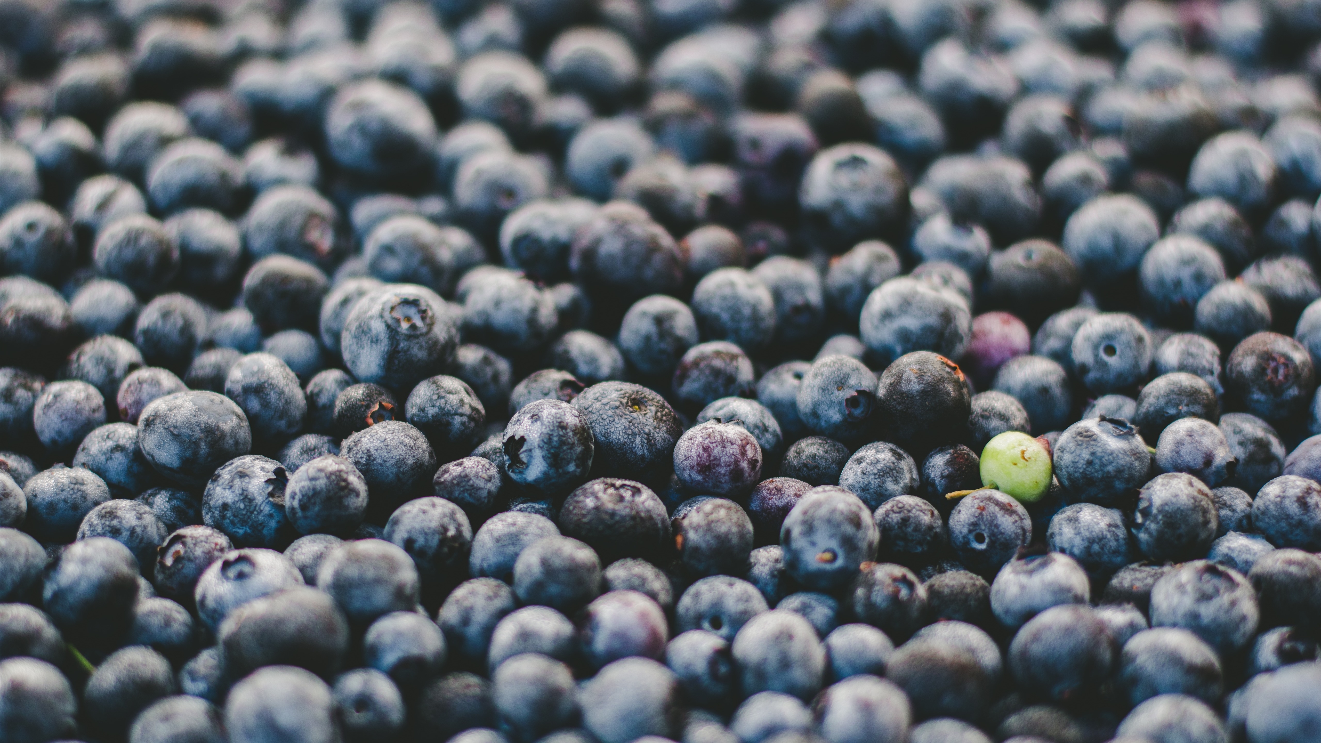 免费照片一大堆蓝莓