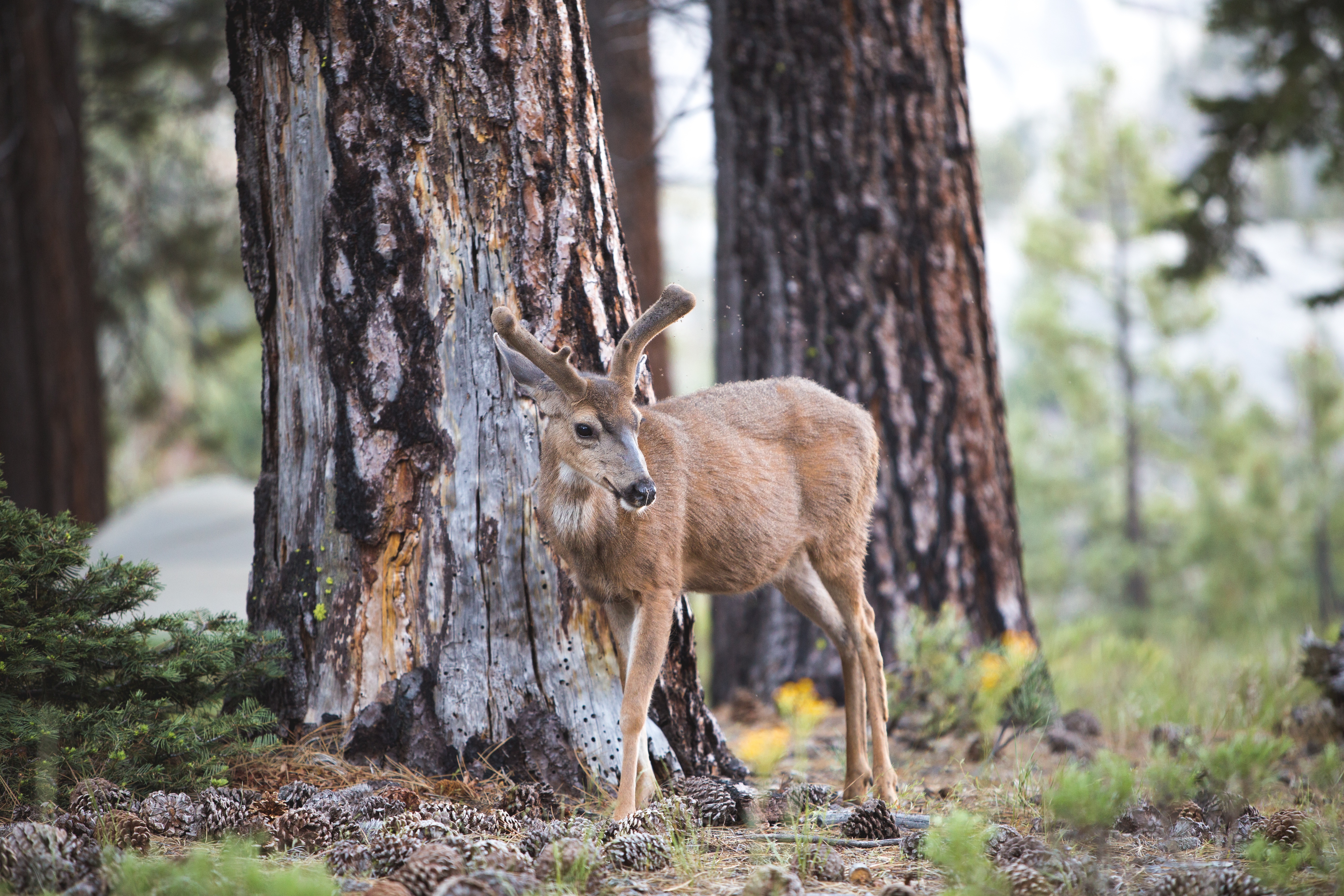 Wallpapers white-tailed deer free images buck on the desktop