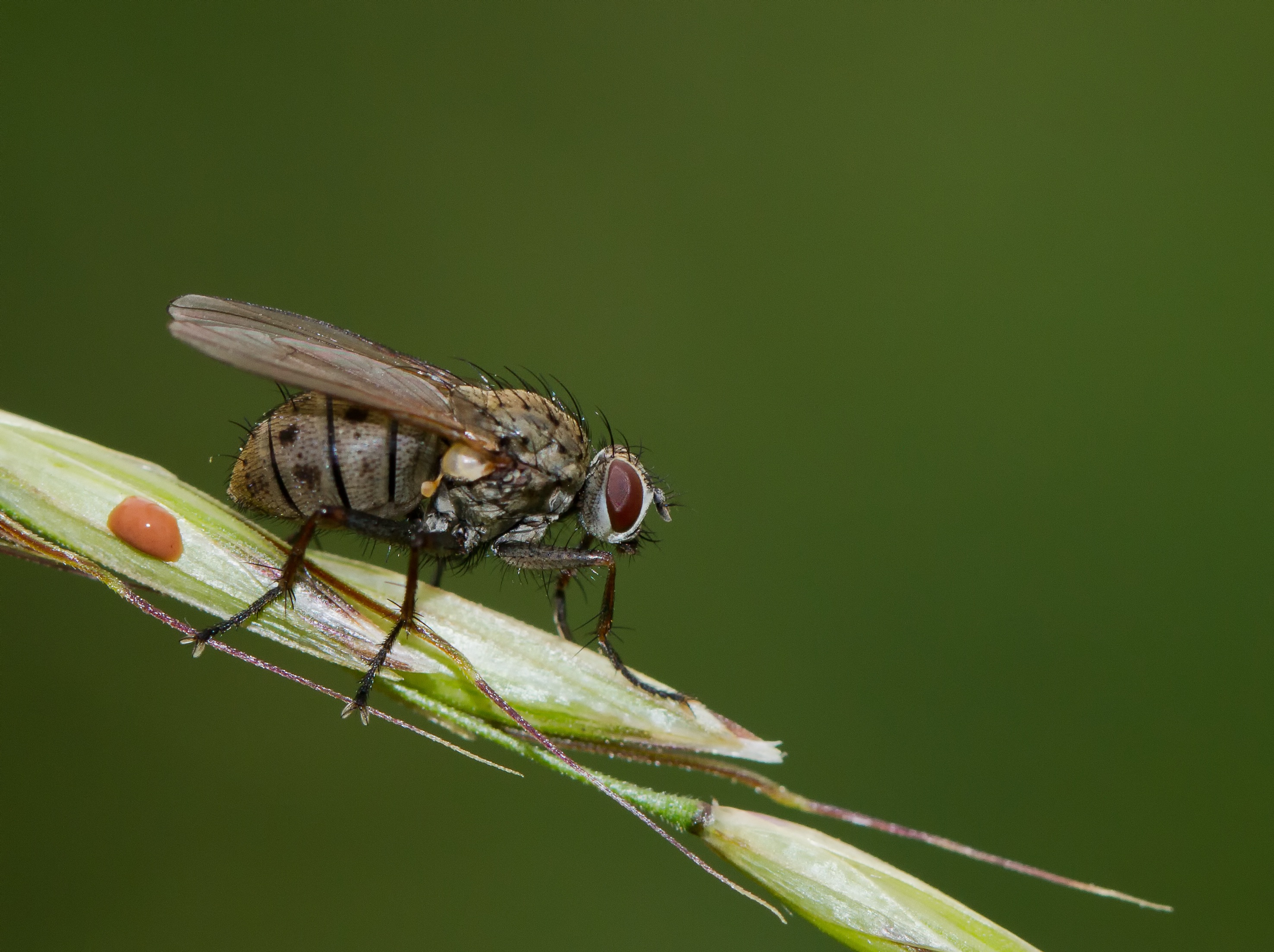 Wallpapers nature photography insect on the desktop