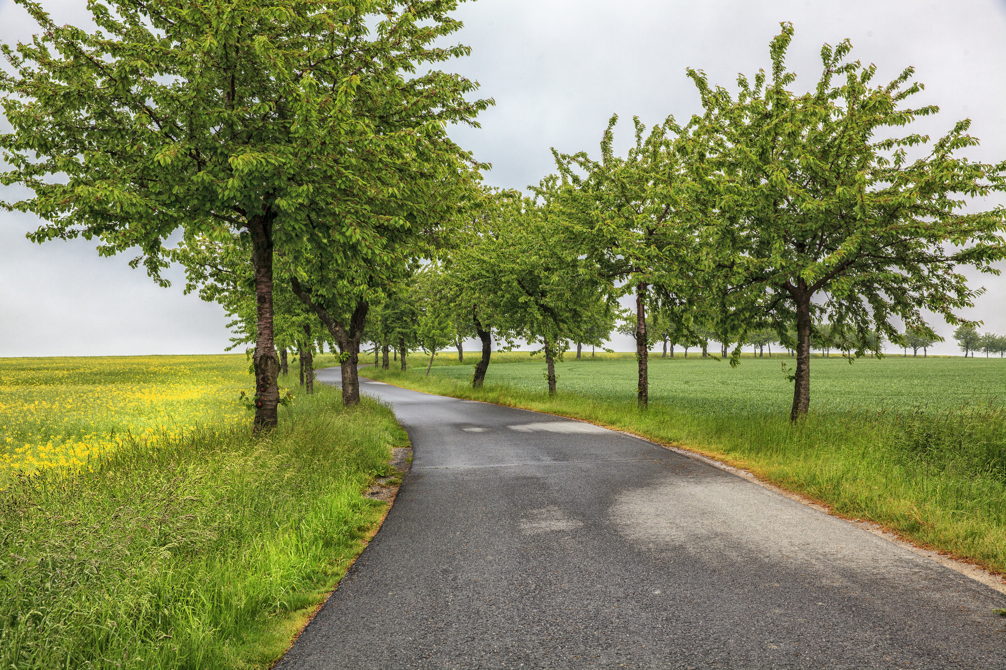 Free photo Road through the field