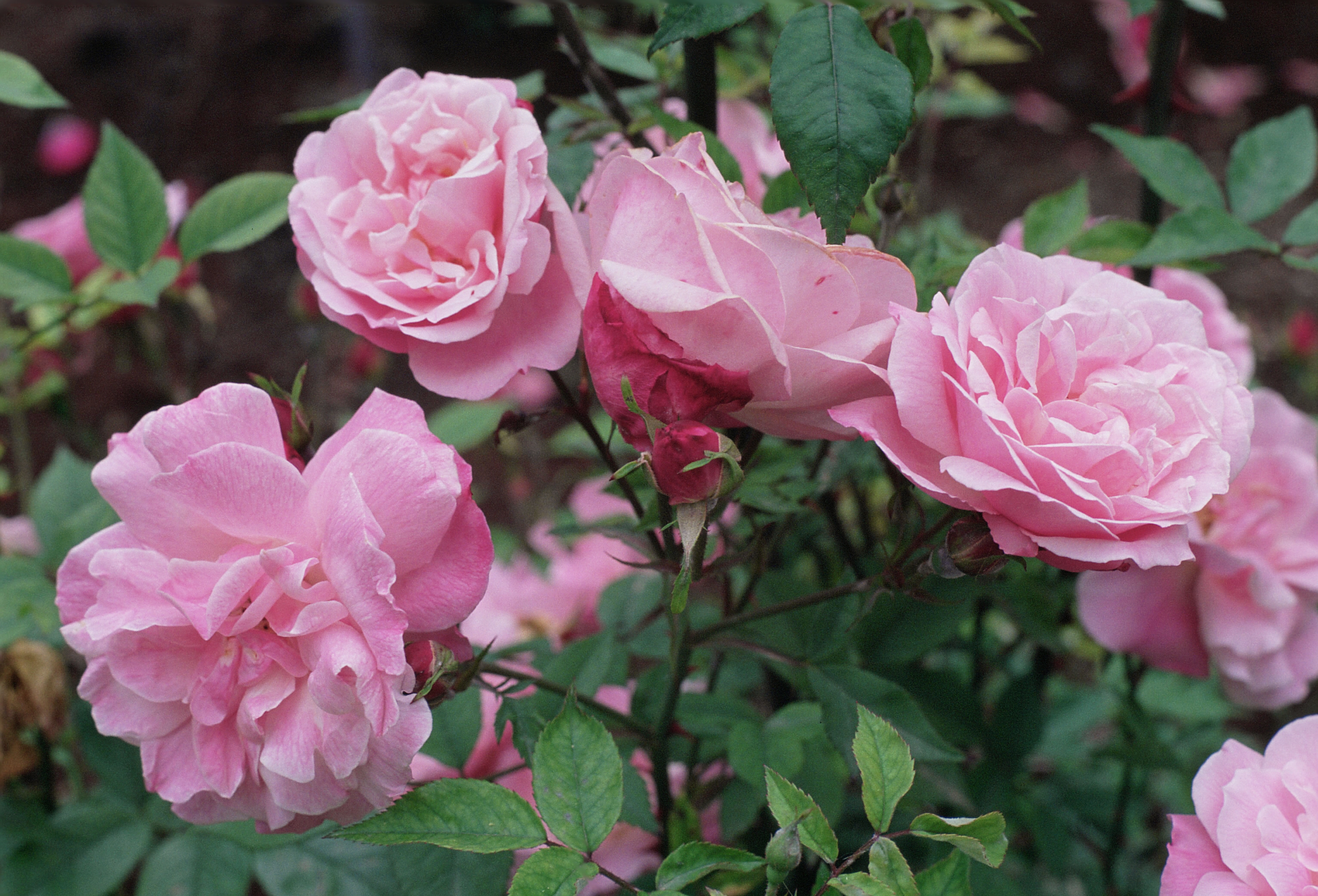 Обои розовые розы много роз цветы на рабочий стол