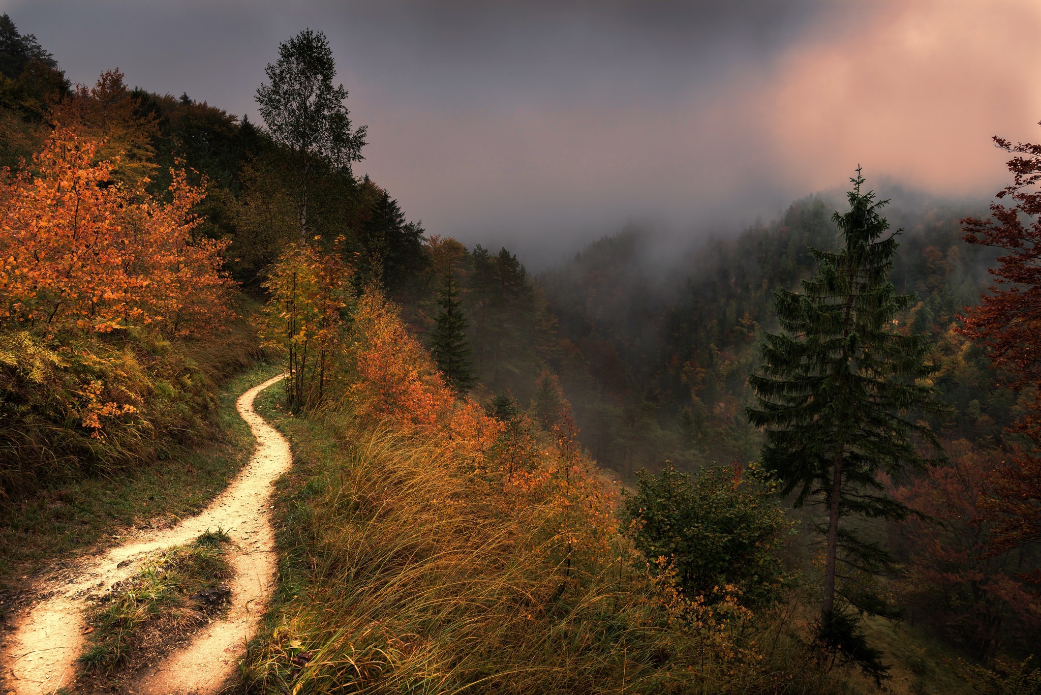 Обои солнечный свет пейзаж лес на рабочий стол
