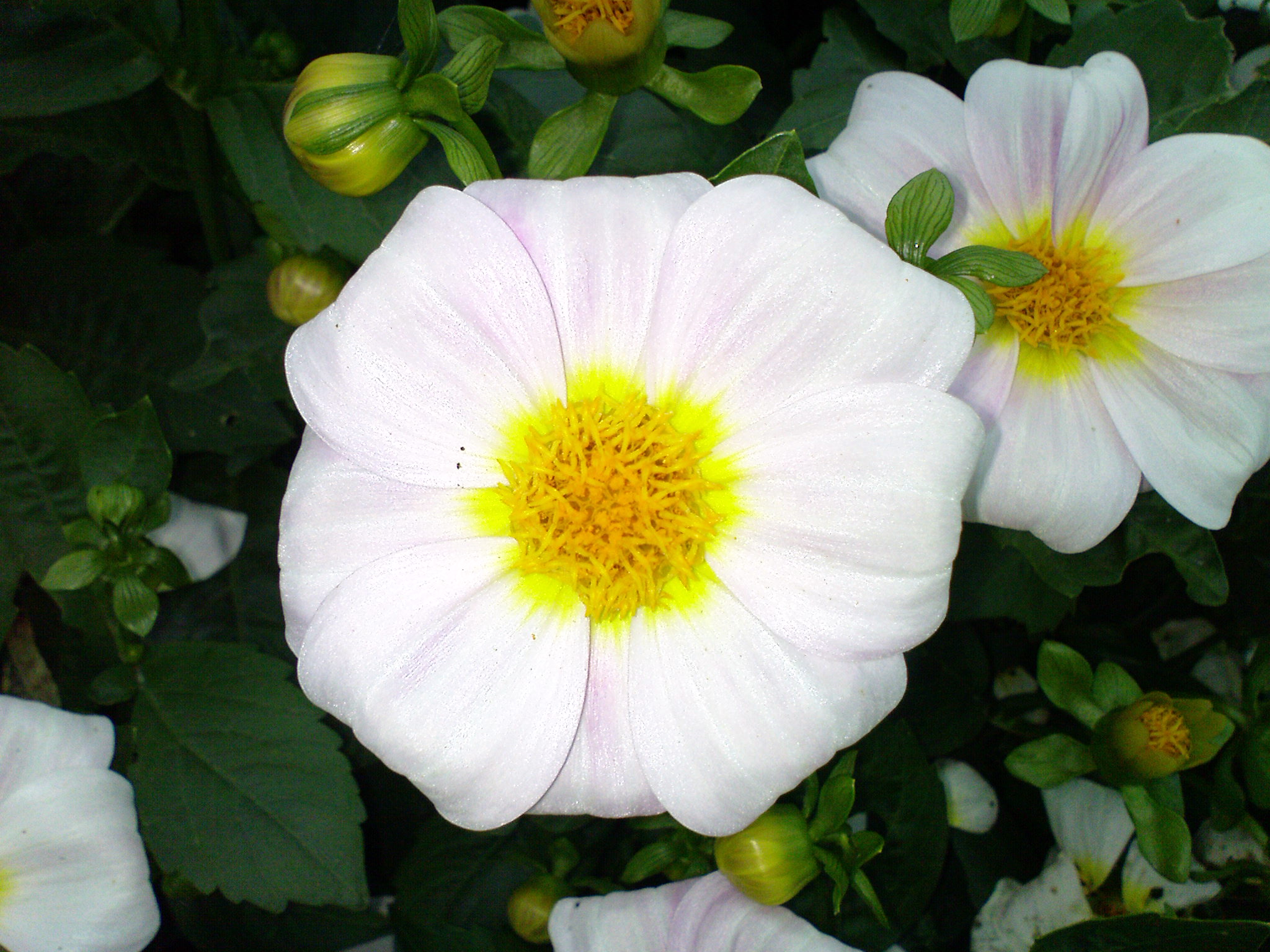 Бесплатное фото Белые цветы на кабачковом поле & макро